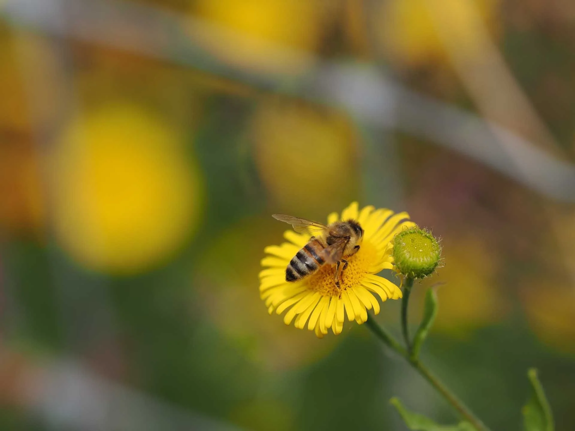  The lens’ close-up credentials are impressive, it adds to the optic’s versatility. Image credit: Angela Nicholson. Camera: OM System OM-1 Mark II, Lens: OM System M.Zuiko ED 50-200mm F2.8 IS Pro at 200mm, f/5.6, 1/1000 sec and ISO 200.  
