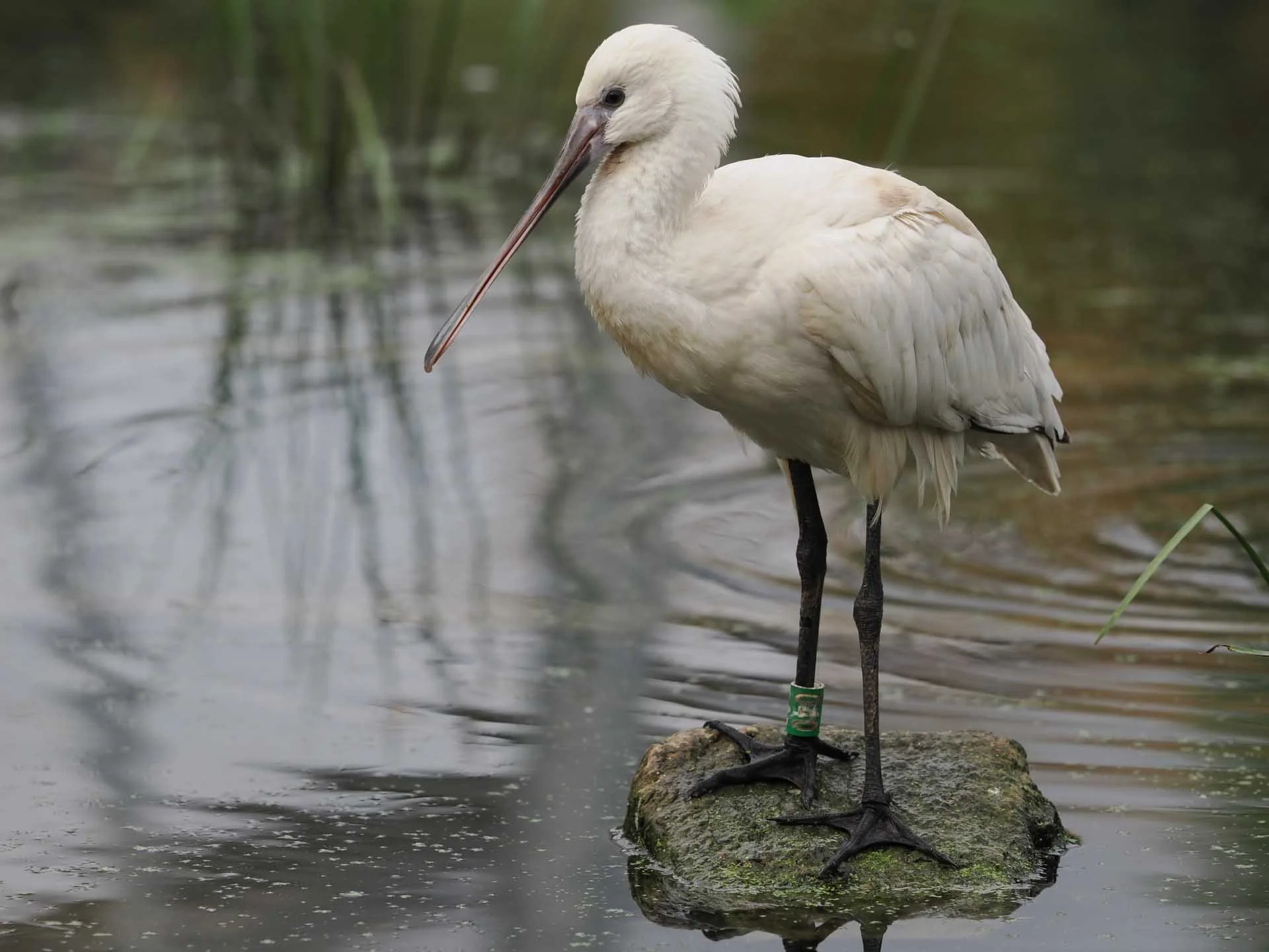  A zoom lens is a more practical choice than a prime for photographing wildlife which doesn’t always stand at an obliging distance. Image credit: Angela Nicholson. Camera: OM System OM-1 Mark II, Lens: OM System M.Zuiko ED 50-200mm F2.8 IS Pro at 171mm, f/3.5, 1/1250 sec and ISO 200.  