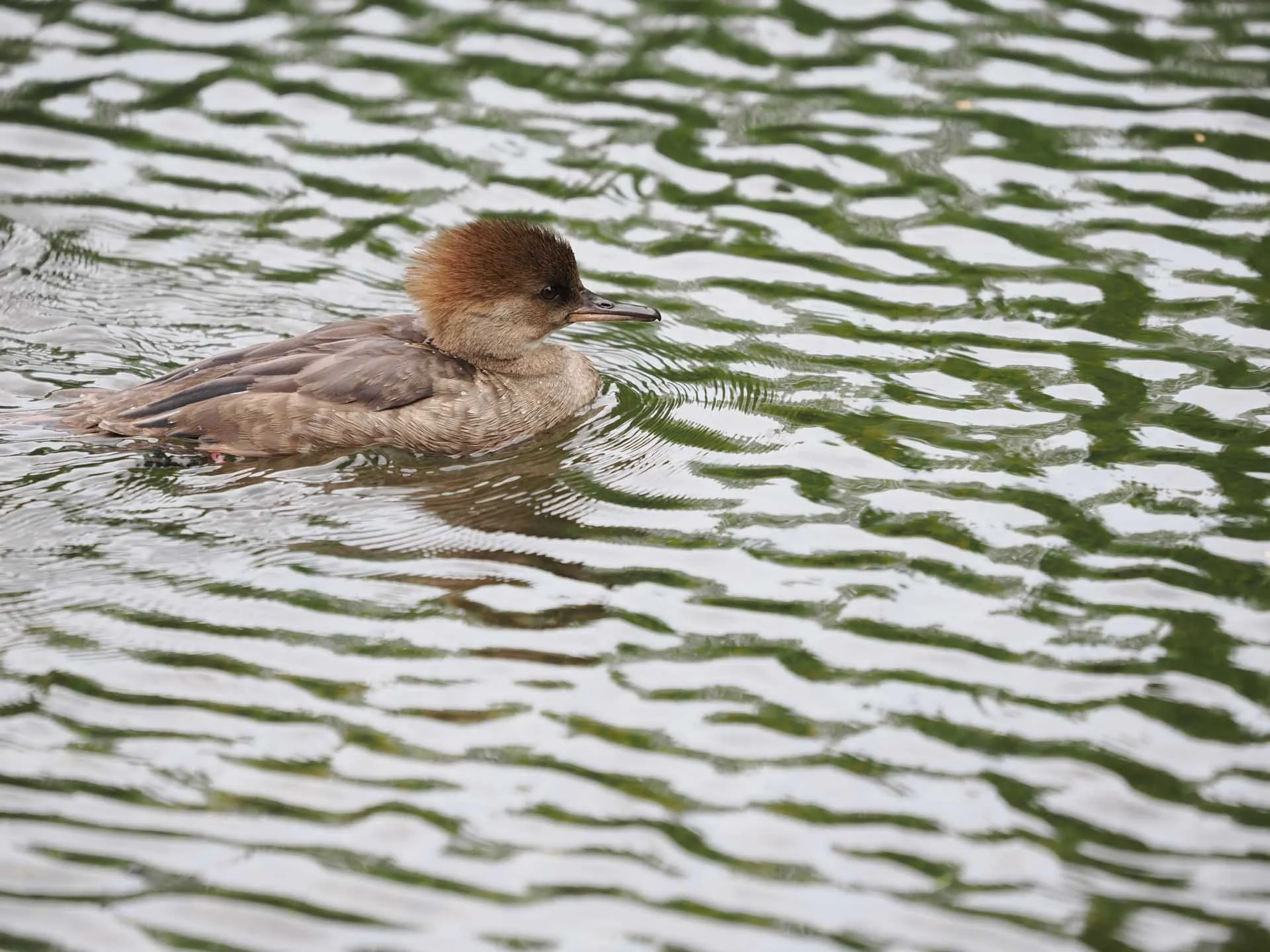  Even at its widest aperture, the lens captures an impressive level of sharp detail. Image credit: Angela Nicholson. Camera: OM System OM-1 Mark II, Lens: OM System M.Zuiko ED 50-200mm F2.8 IS Pro at 200mm, f/2.8, 1/640 sec and ISO 200.  