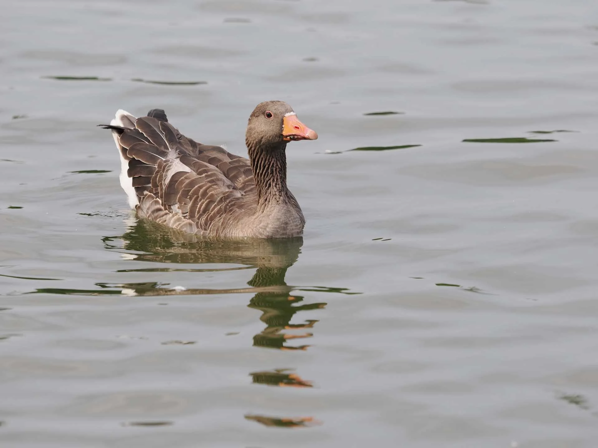  The OM System M.Zuiko ED 50-200mm F2.8 IS Pro is compatible with the OM-1 Mark II’s bird detection mode and in most instances does a good job of latching onto the bird’s eye. Image credit: Angela Nicholson. Camera: OM System OM-1 Mark II, Lens: OM System M.Zuiko ED 50-200mm F2.8 IS Pro at 200mm, f/4, 1/1250 sec and ISO 200. 