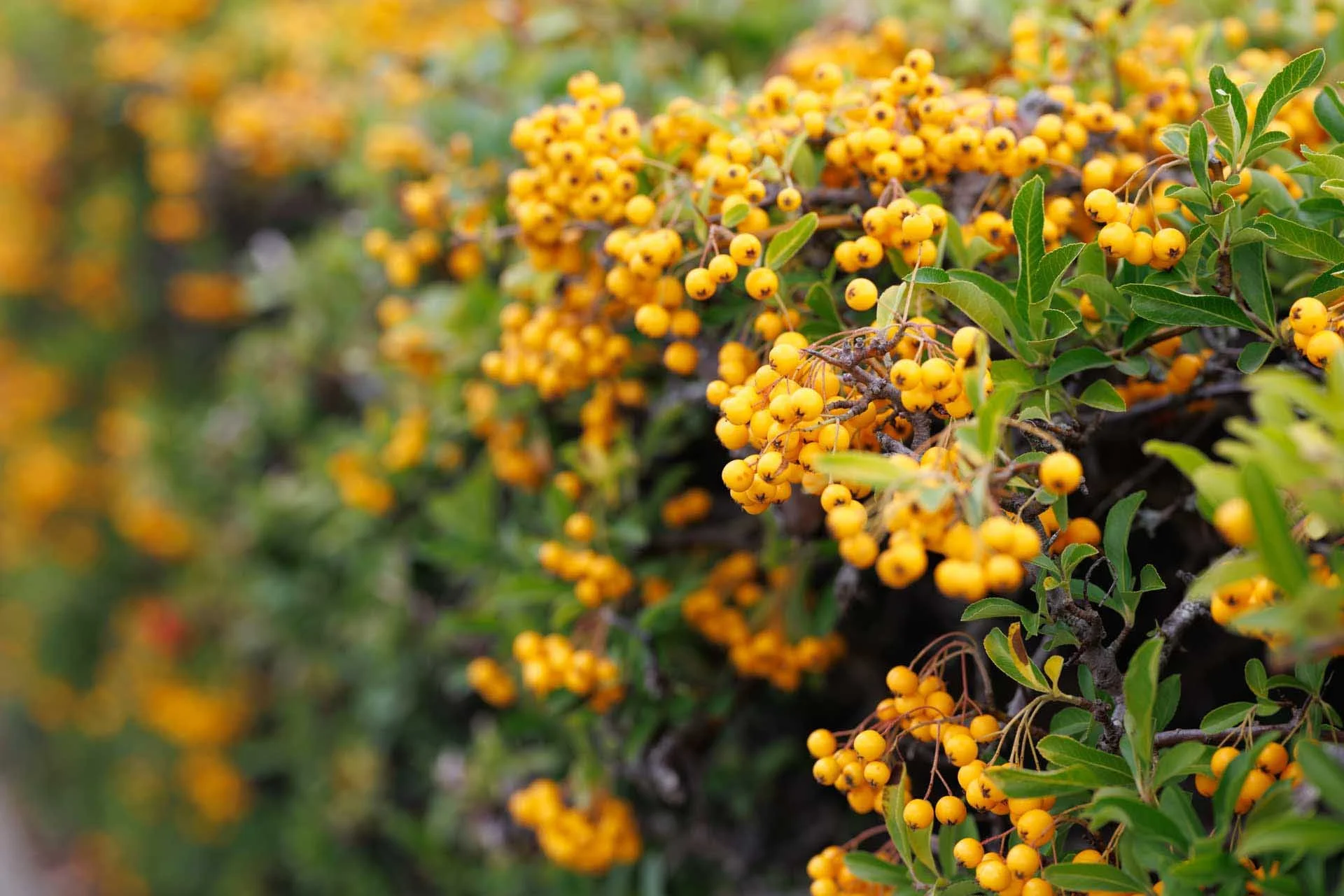  Closing down to f/4 extends the depth of field while still producing pleasing background blur. Image Credit: Angela Nicholson, Camera: Canon EOS R5 Mark II, Lens: Canon RF 85mm F1.4L VCM at 1/160 sec, f/4 and ISO 100. 