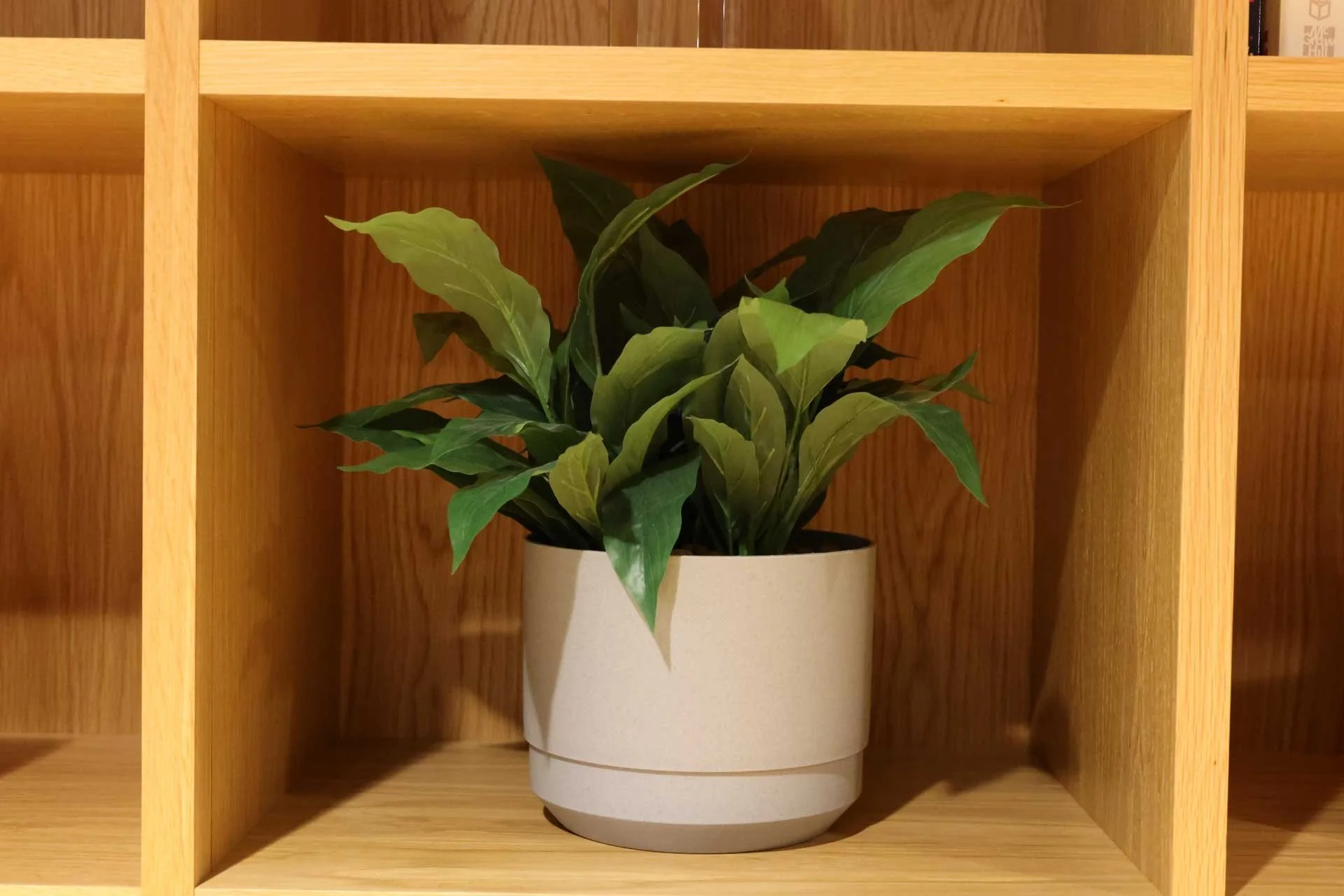  This JPEG was shot at ISO 12,800 and the noise is controlled well - however, as the leaves are plastic, it’s hard to assess the detail level. Image Credit: Angela Nicholson, camera: Canon EOS R6 Mark III, lens: Canon RF 45mm F1.2 STM at f/5.6, 1/30 sec and ISO 12,800. 