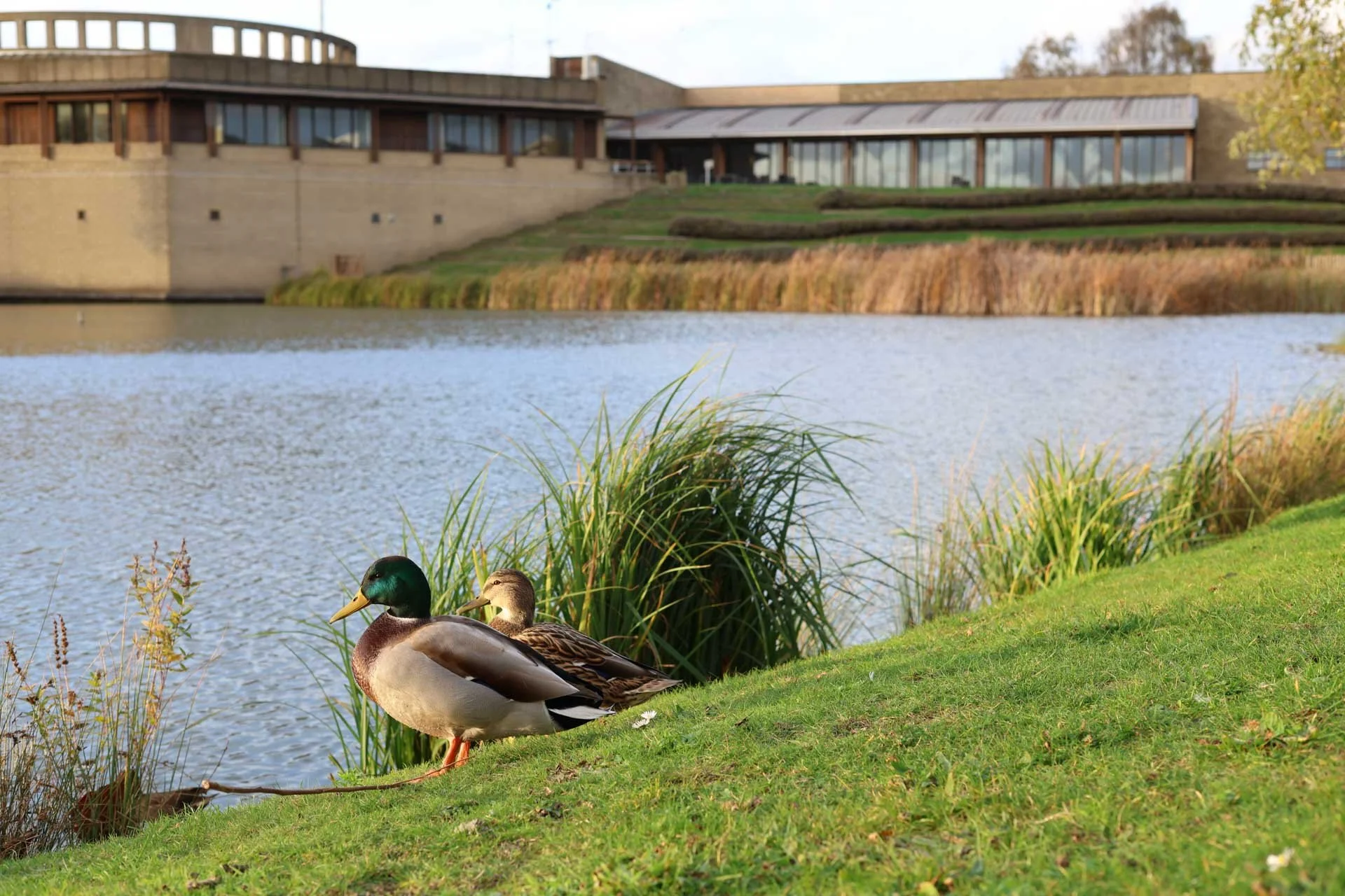  The Canon R6 III’s subject detection spotted these two ducks quickly, getting them sharp before the launched themselves onto the lake. Image Credit: Angela Nicholson, camera: Canon EOS R6 Mark III, lens: Canon RF 45mm F1.2 STM at f/5.6, 1/80 sec and ISO 160. 