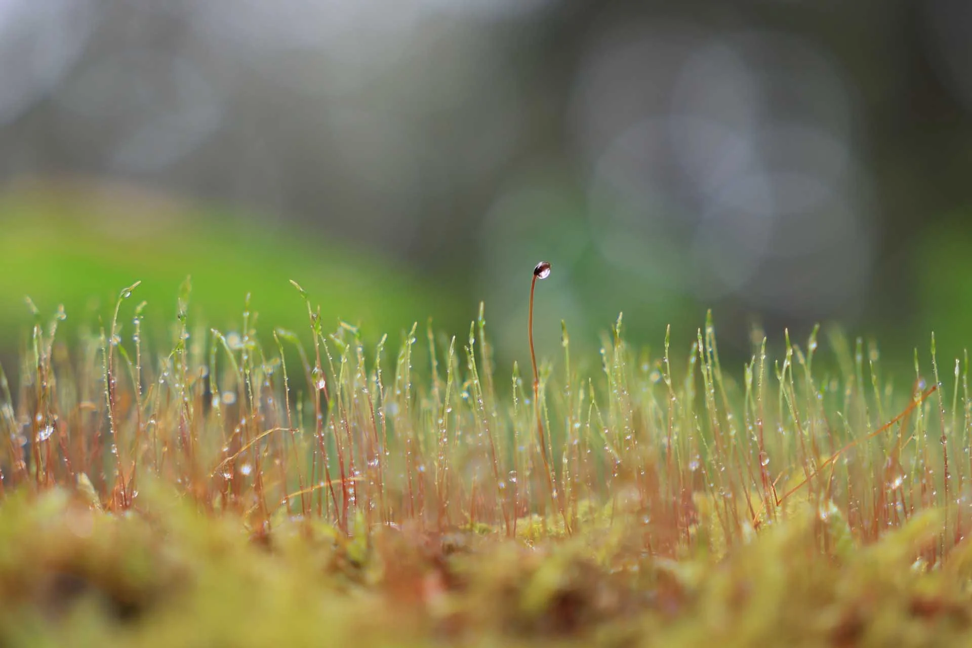  Image Credit: Taichi Kozawa. The Sigma 18-50mm F2.8 DC DN | Contemporary has good close-up capability. 