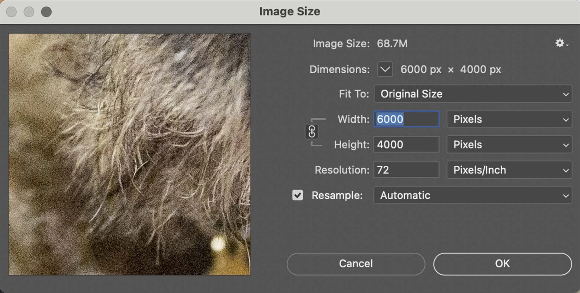  This 24MP image has pixel dimensions of 6000 x 4000 pixels. The Resolution is set to 72PPI. 