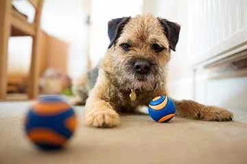  This image is 360 x 240 pixels in size which means it looks soft and rather pixellated at this size on a screen. 