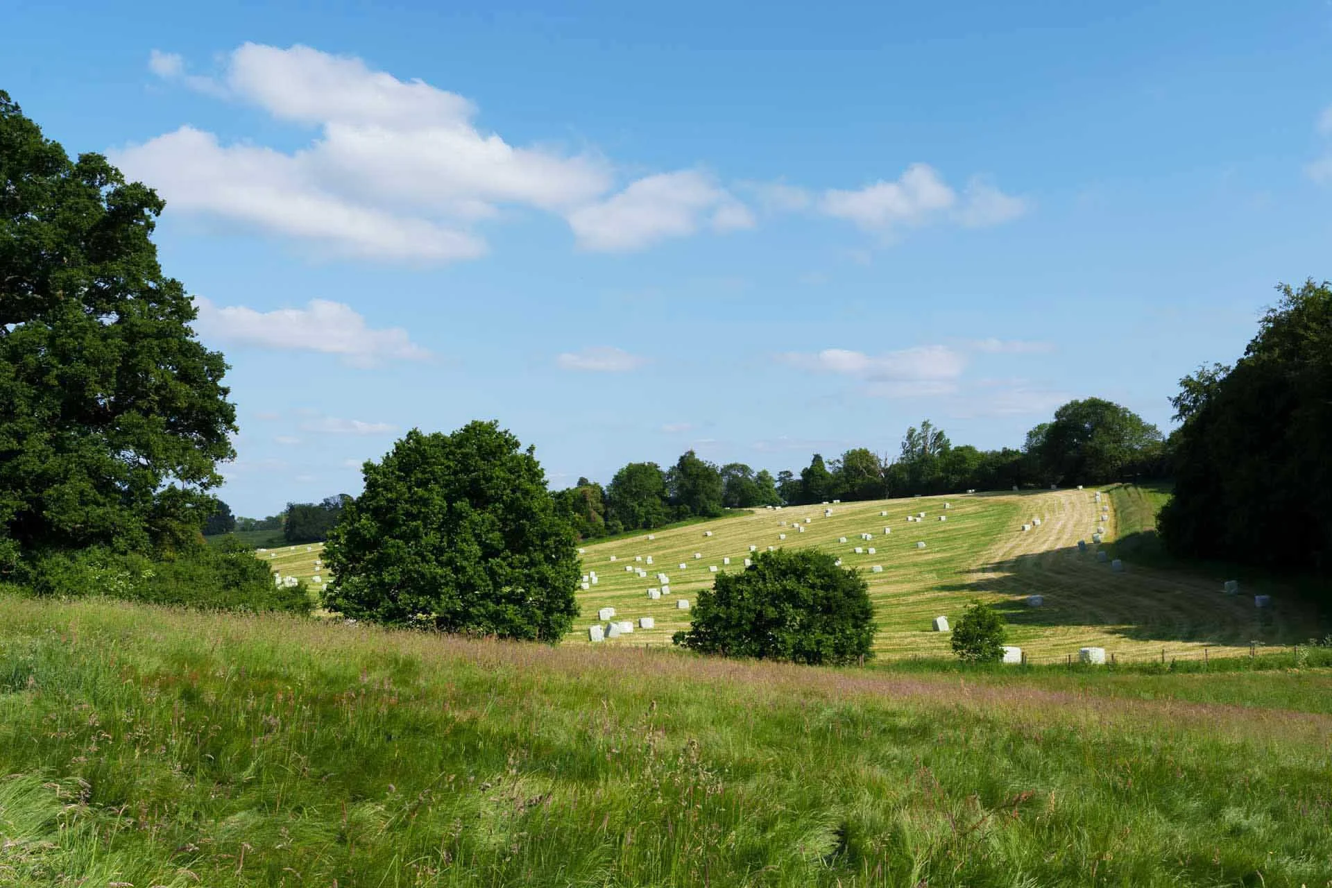  This image was photographed on a full-frame camera at a focal length of 35mm. 