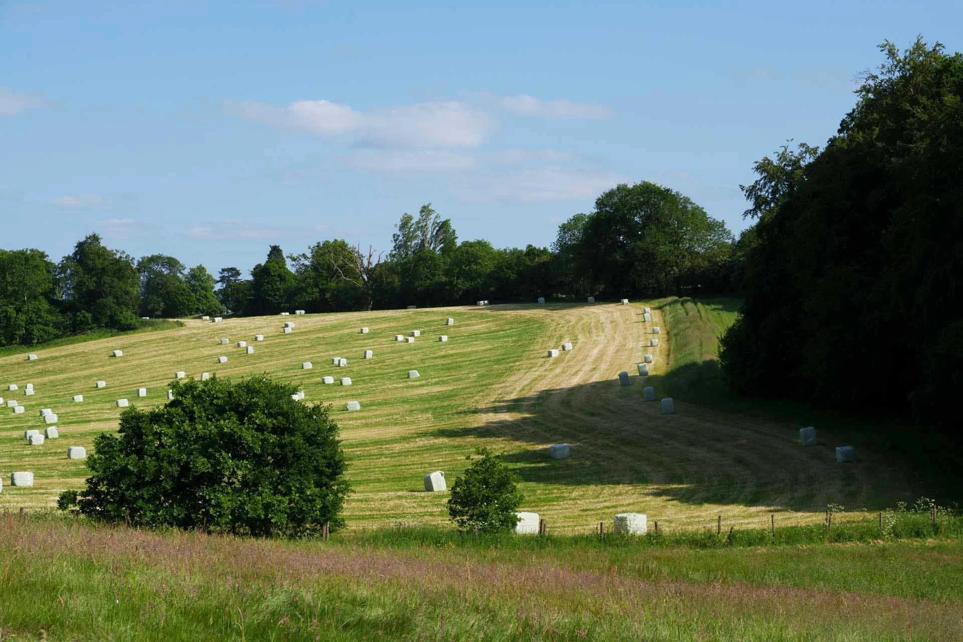  This image was photographed on a full-frame camera at a focal length of 70mm. The trees appear closer, or larger, in the frame than in the image shot at 35mm. 