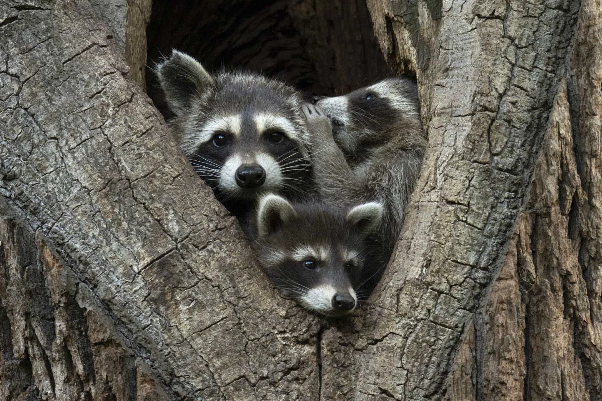  Jan Piecha - I'll Tell You a Secret 