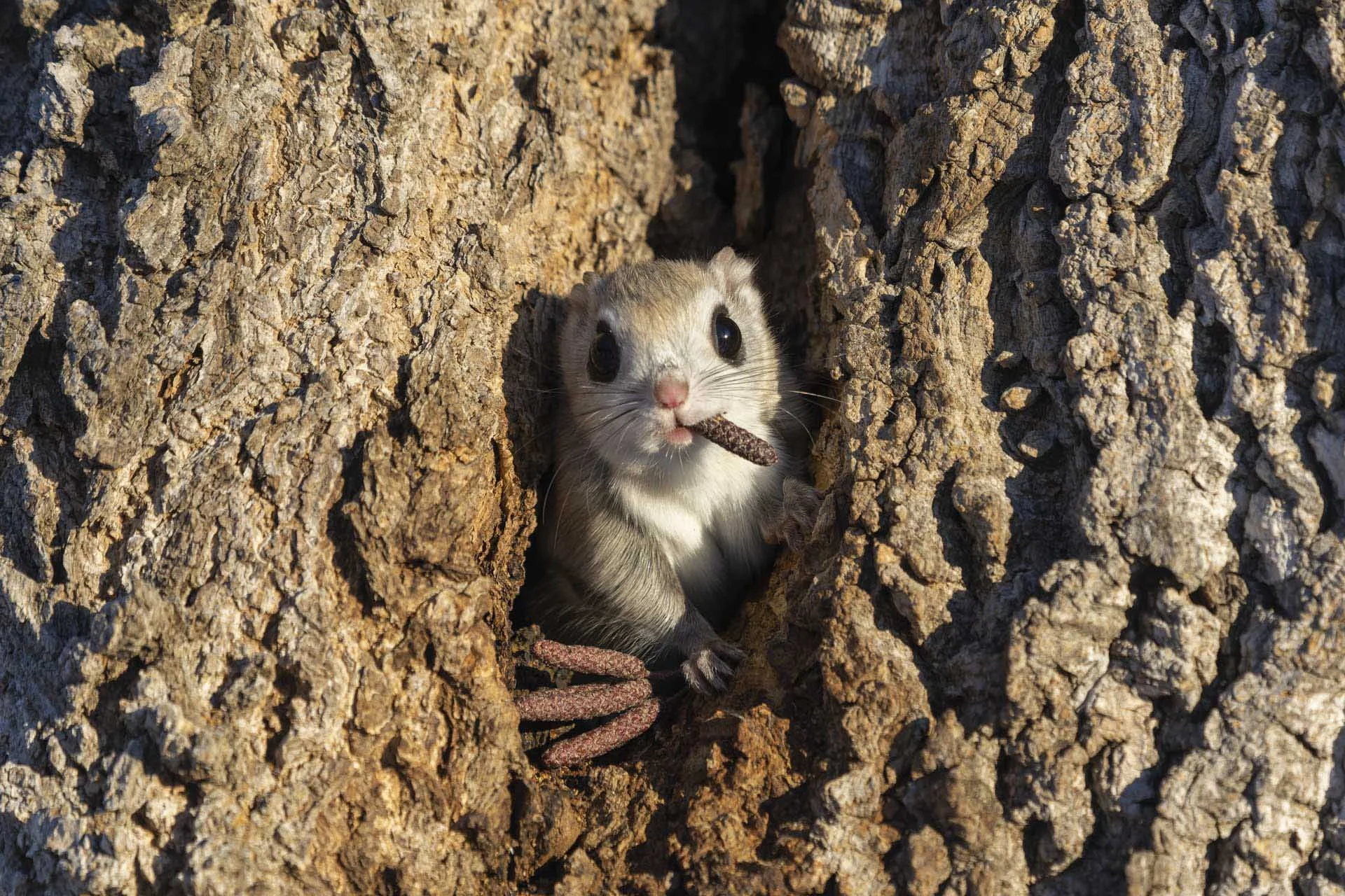  Takashi Kubo - Mafia Boss 