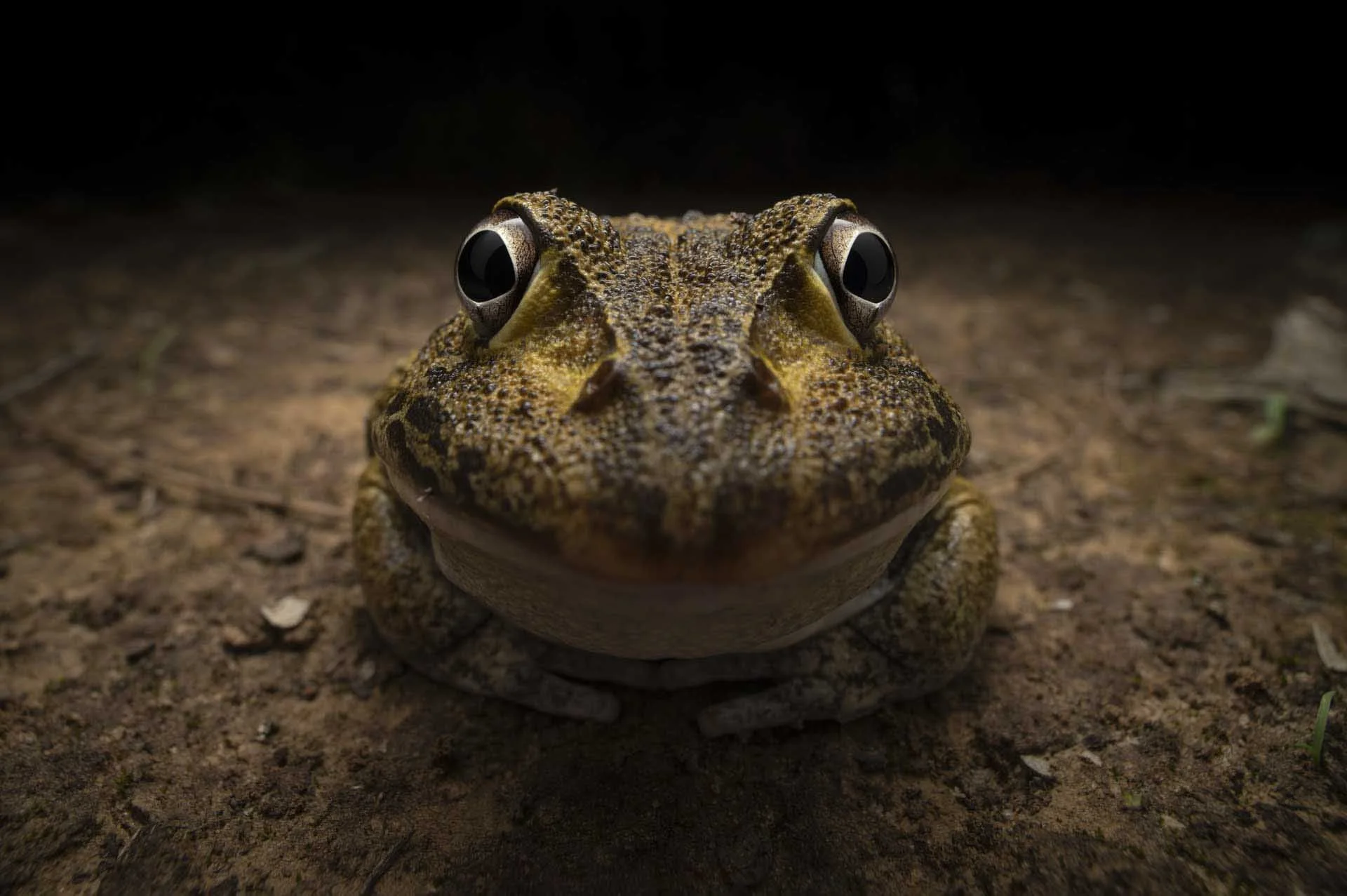  Nikon Young Photographer Award (U25): Kingston Tam (Australia) – Smiling Frog (Close-up of a frog grinning at the camera) 