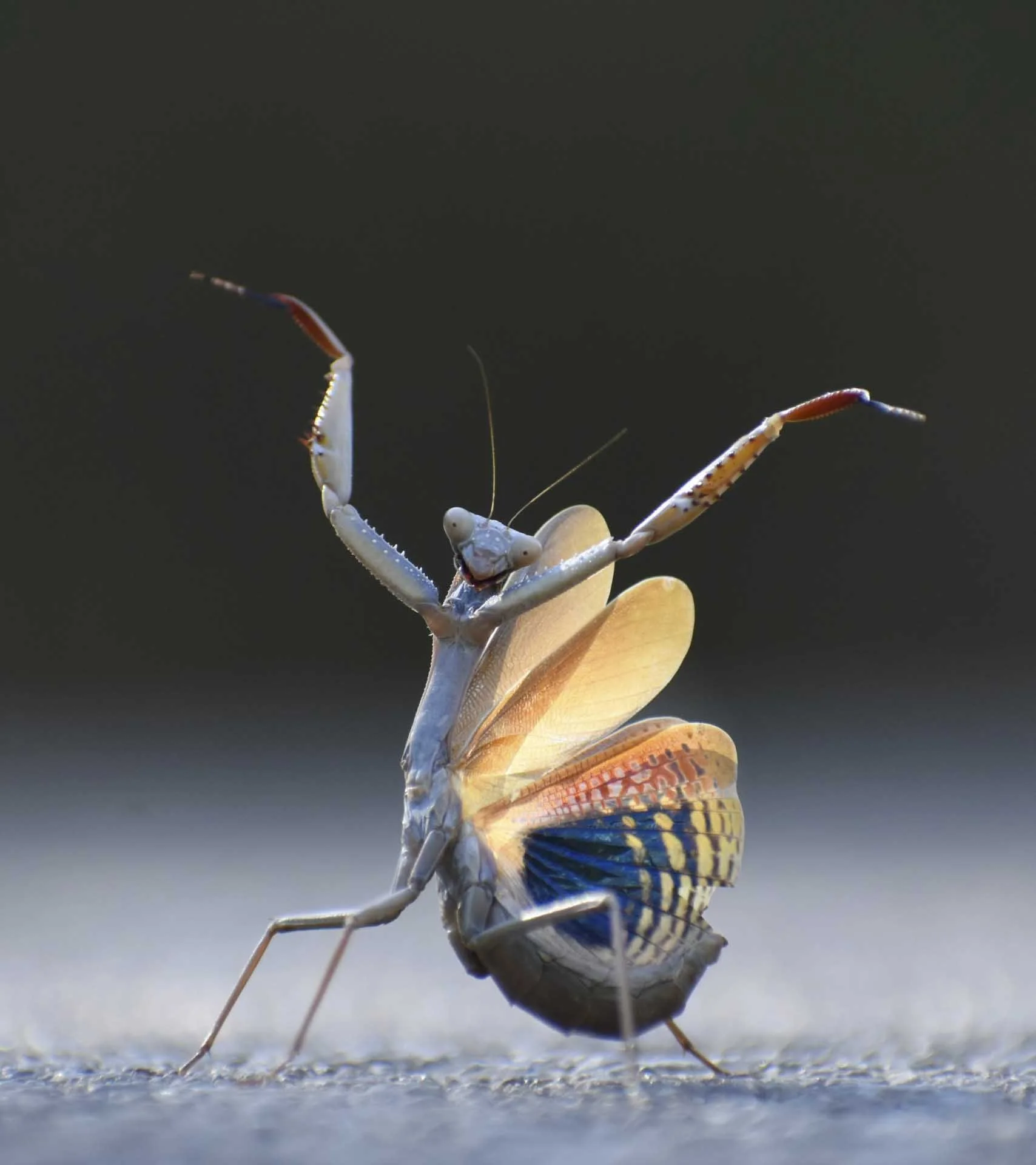  Insect Award: Jose Miguel Gallego Molina – Mantis Flamenca (A mantis in a dance-like pose). 