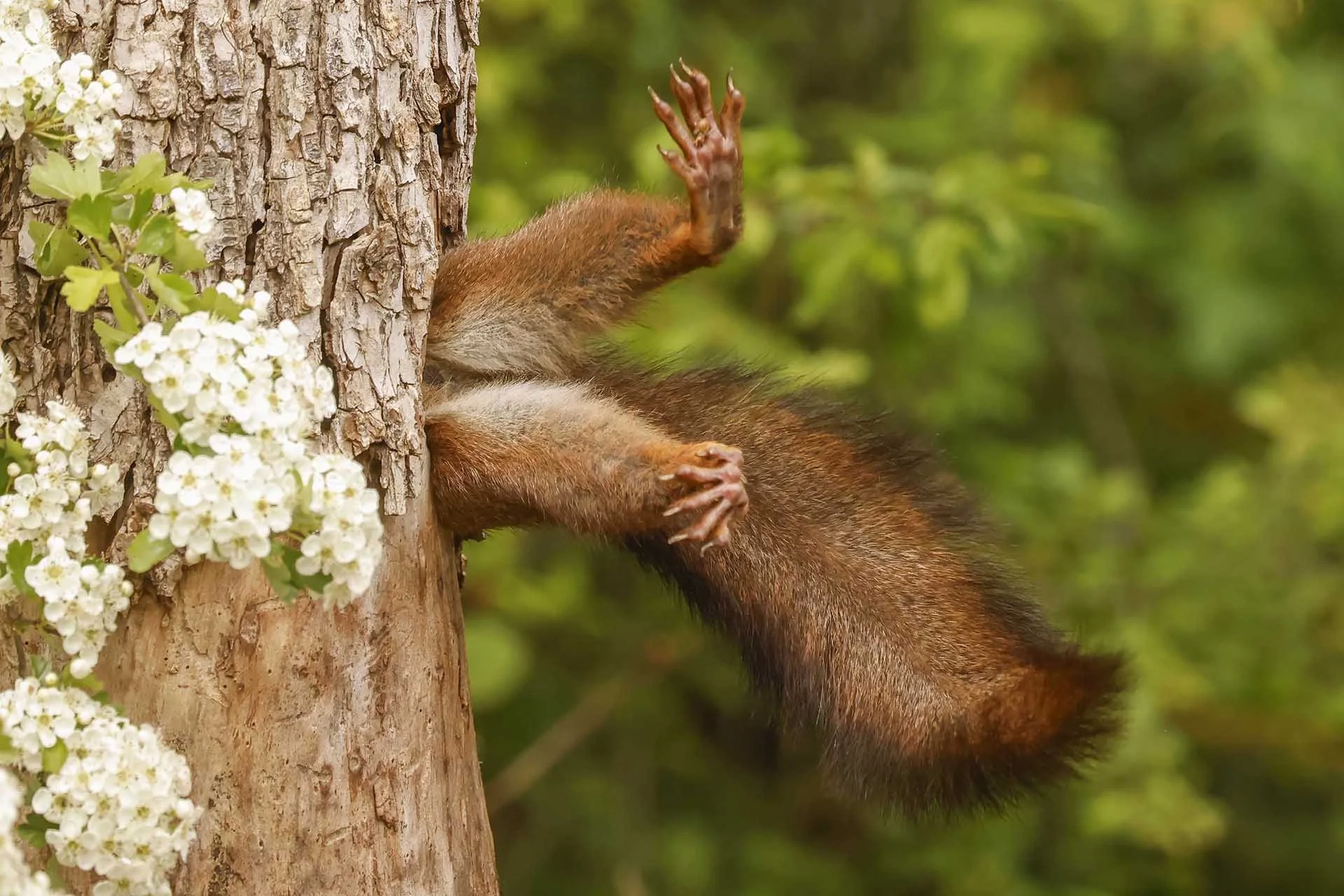  Milko Marchetti: Stuck Squirrel - the overall winner 