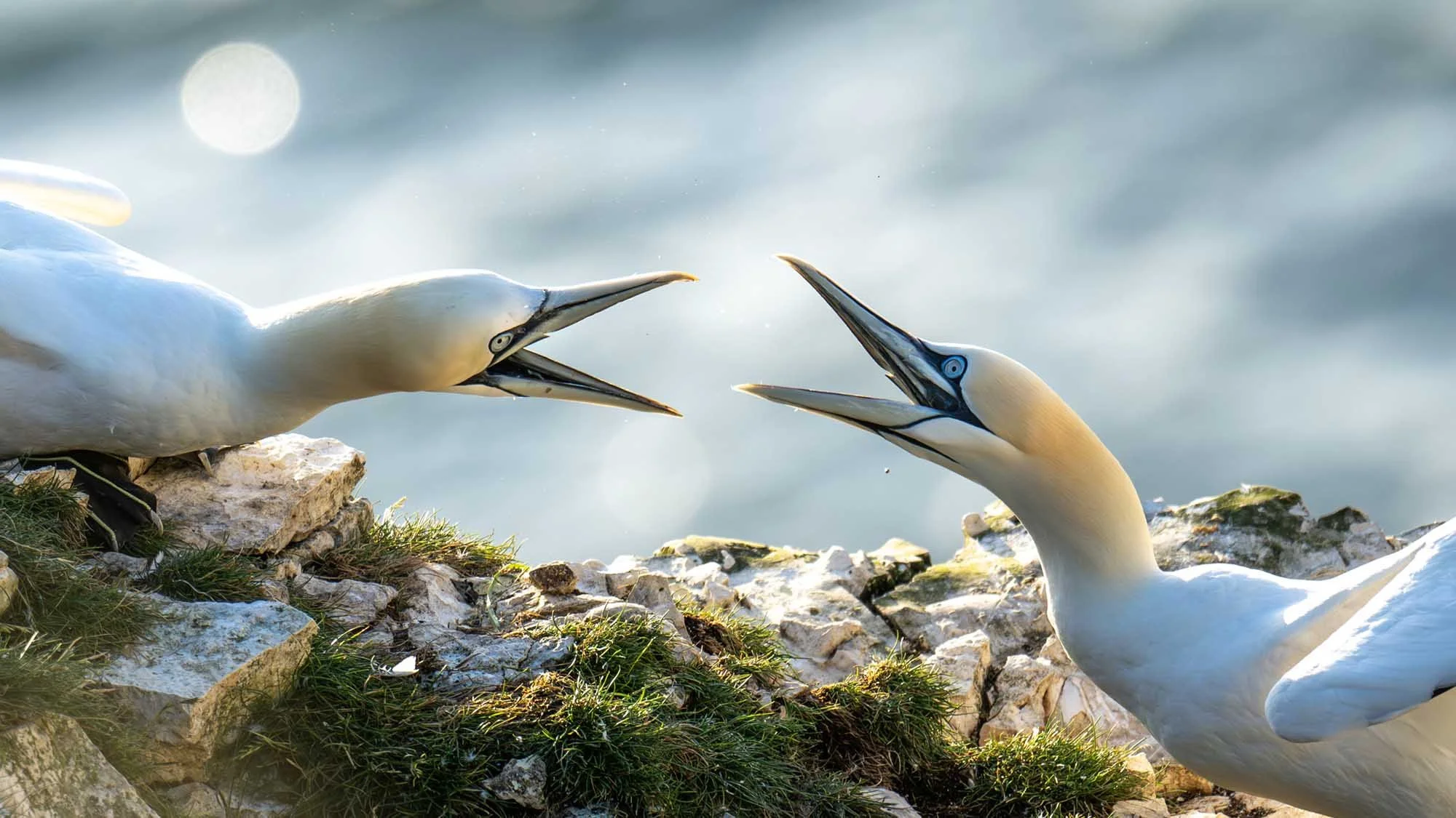  Jamie Smart, UK (age 9), Bempton Cliffs, Yorkshire, England  Squabbling gannets!   Nikon Z9, 400mm lens, f4.5, 1/1250s, ISO 360  