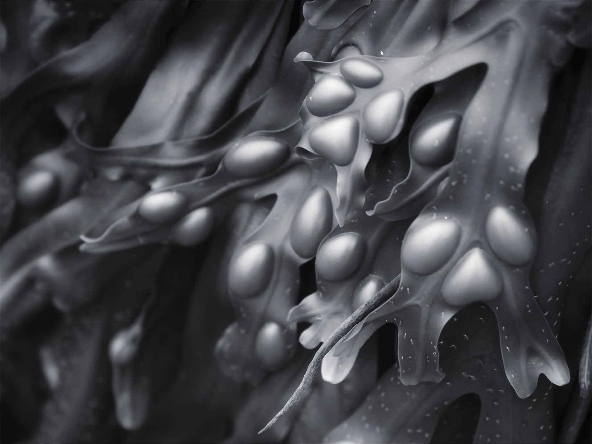  Seaweed by Julie Spokes 