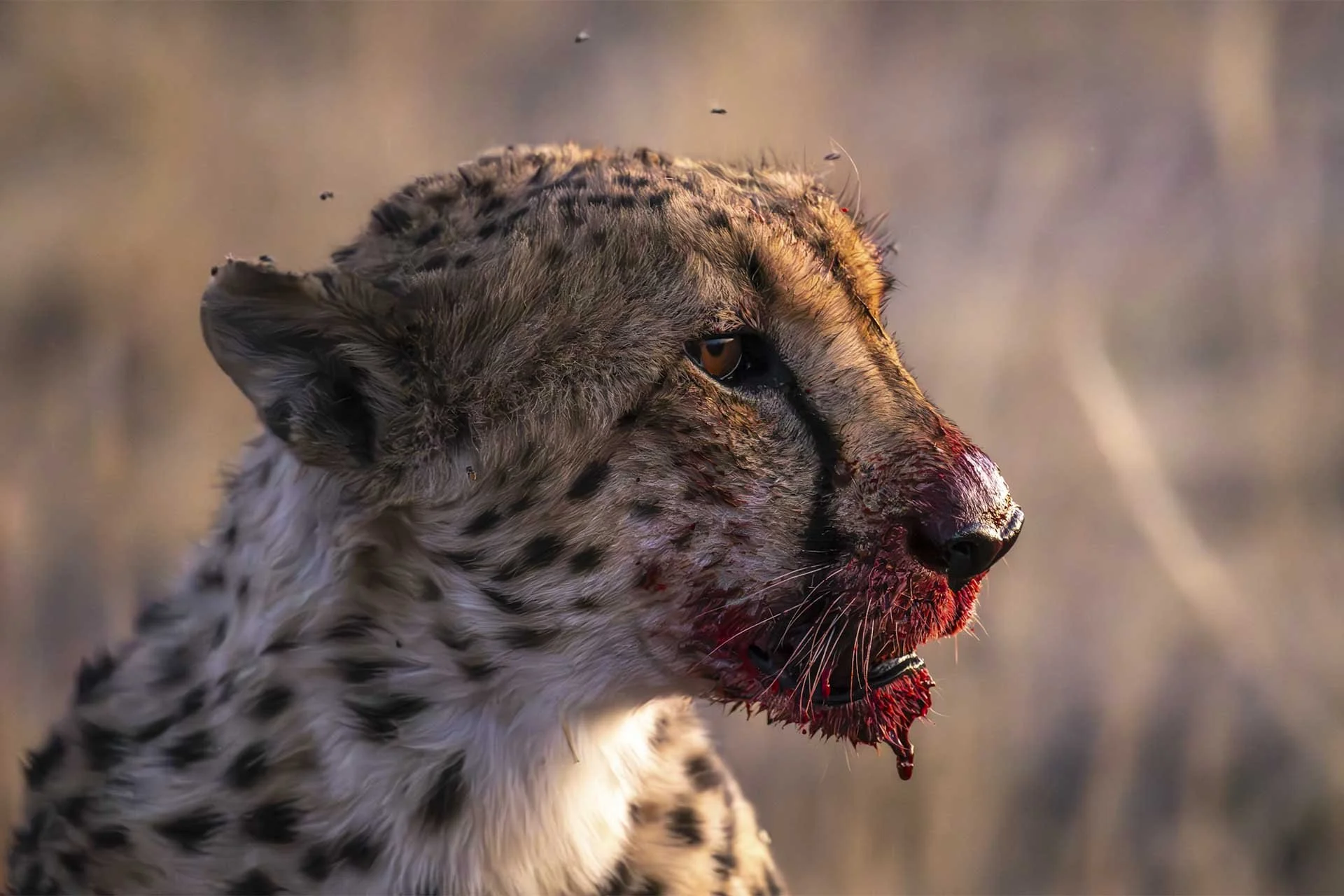  After the Kill by Caroline English 