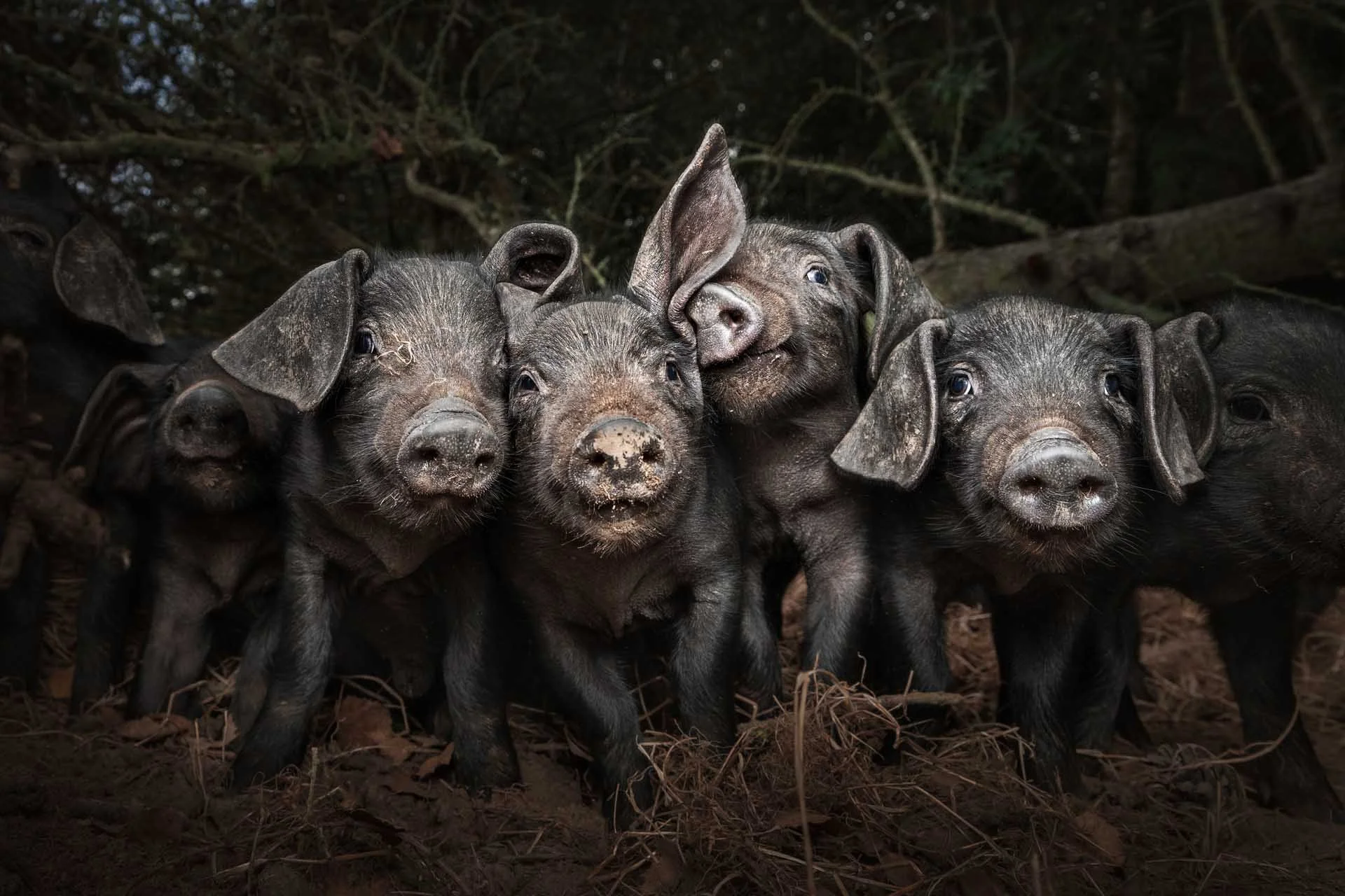  Food in the Field: Susan Lang/World Food Photography Awards 