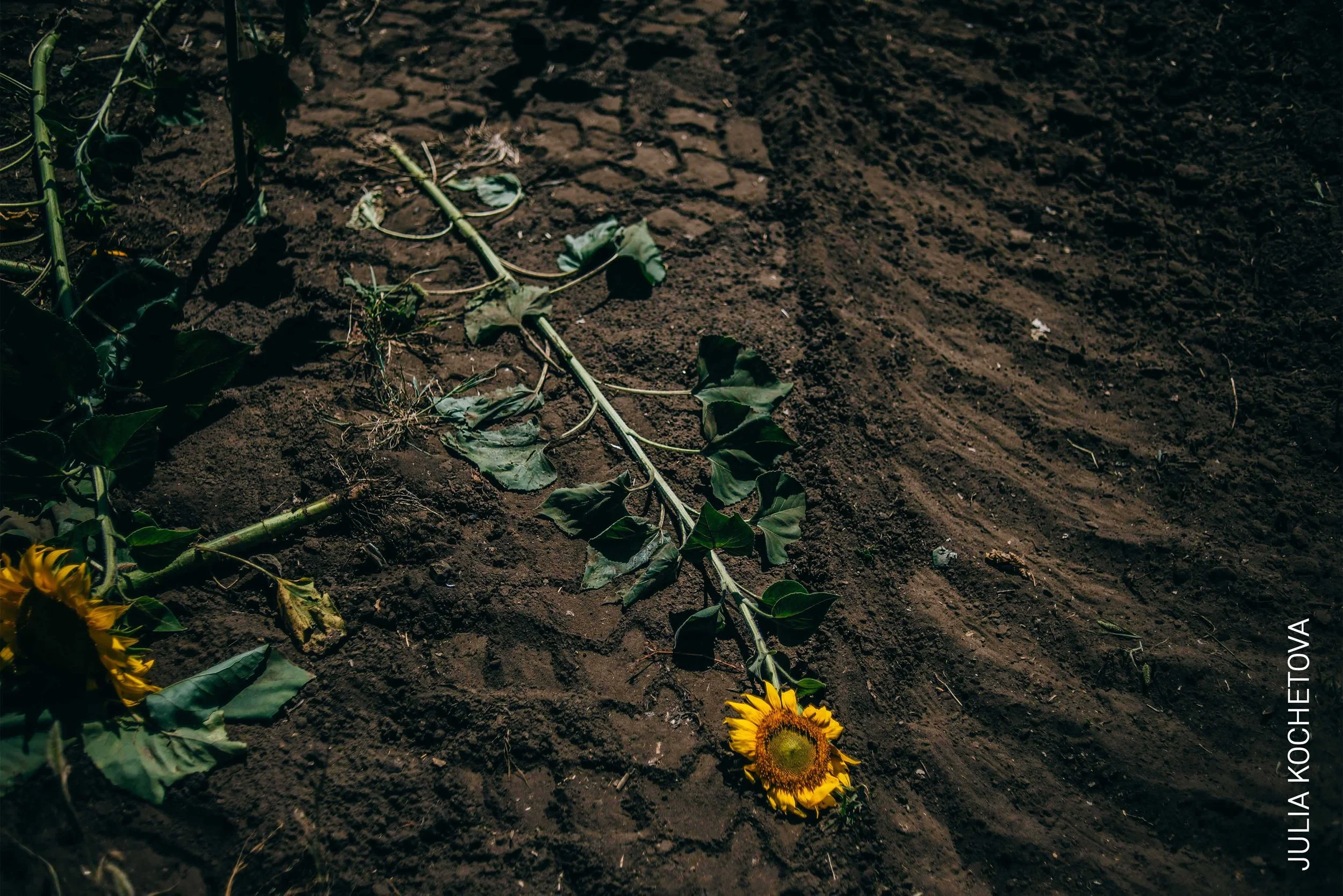  World Press Photo Open Format Award Julia Kochetova: War is Personal.  Amidst tens of thousands of civilian and military casualties and an effective stalemate that has lasted for months, there are no signs of peace on the horizon for Russia’s war in Ukraine. While news media updates its audience with statistics and maps, and international attention drifts elsewhere, the photographer has created a personal website that brings together photojournalism with the personal documentary style of a diary to show the world what it is like to live with war as an everyday reality. 