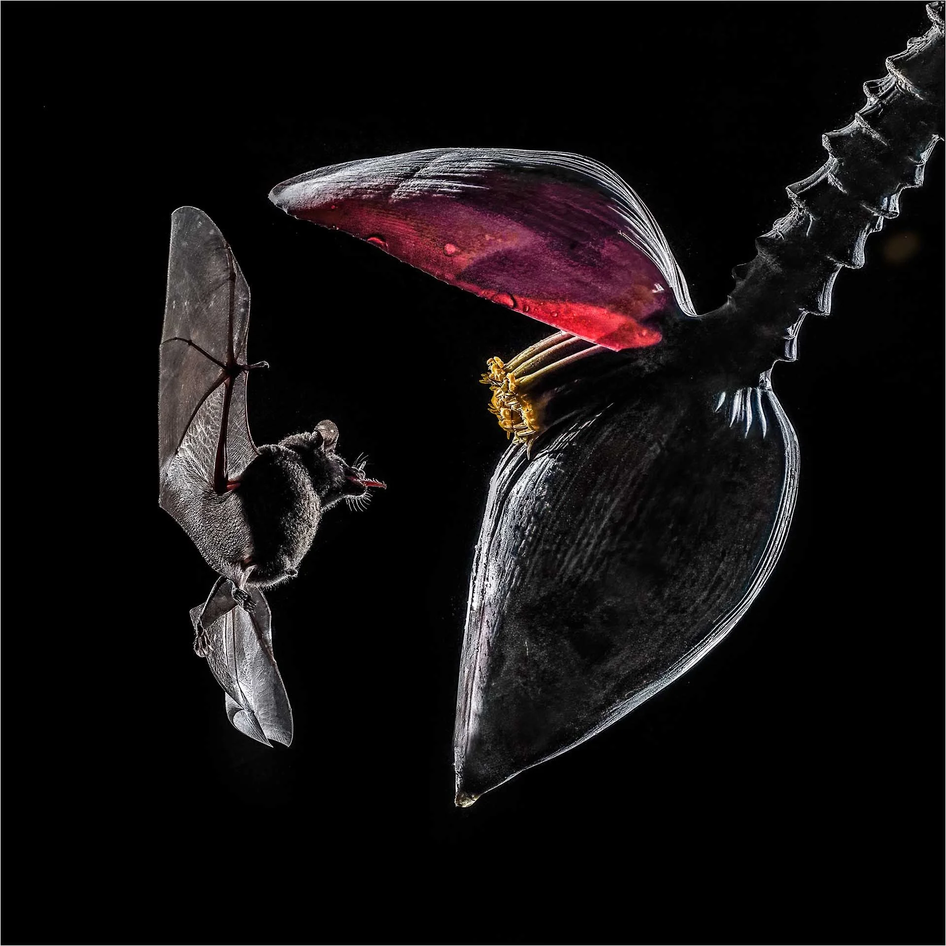 Last year, the title London Camera Exchange Photographer of the Year 2024 was won by SheClicker, Marilyn Taylor for her image of a long-tongued bat approaching a banana leaf.