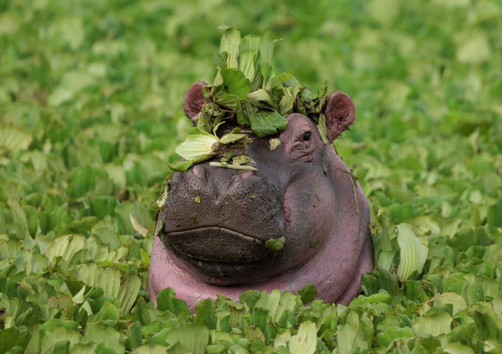 Hippopotamus submerged among dense green water plants, head visible with leaves piled across its snout and forehead.