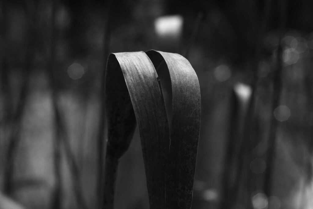 Black-and-white close-up of a blade of grass or foliage bent into a loop, sharply focused against a blurred background.