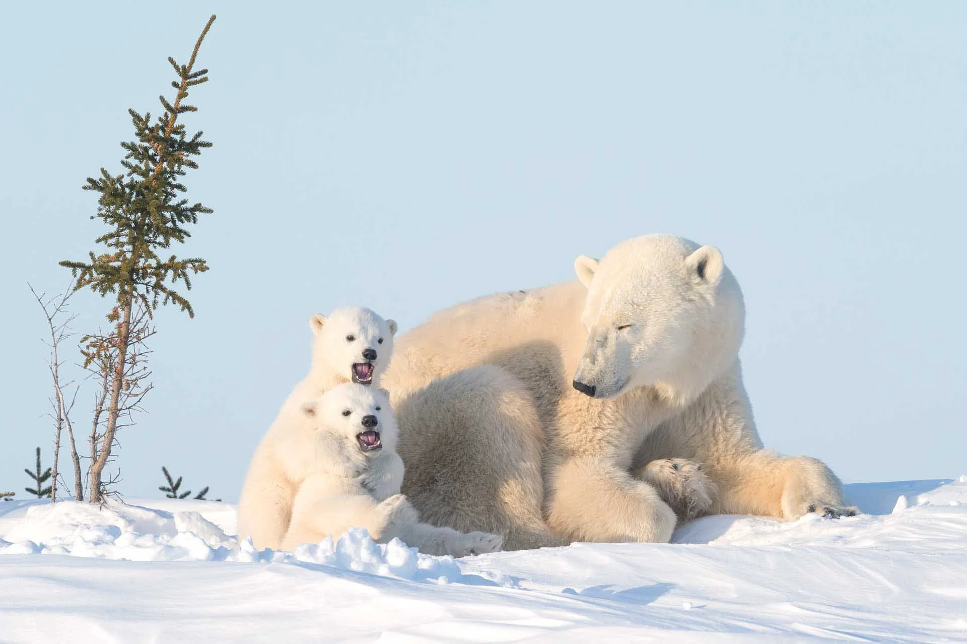  Title: Brotherhood Photographer: Daisy Gilardini Location and Year: Wapuks NP, Manitoba, Canada, 2017 Caption: The bond between mother and offspring, and between sibling and sibling, is very strong. It's the only social structure among normally solitary polar bears to be recognized and identified by scientists. Playing, chasing, wrestling, fighting, cuddling and napping together are all part of daily life for a young bear. The cubs engage in fun and games that prepare them for their roles in life later on. Once weaned the siblings will stick together for a while hunting and playing.   Mothers are extremely patient with their cub allowing them to bite, jump and pirouetting all oven and around her. 