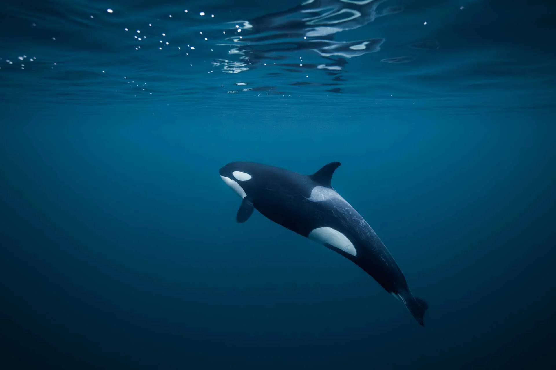  Title: Serenity  Photographer: Jenni Teron Location and Year: Northern Norway, 2018 Caption: ​​In the serene depths of northern Norway's waters, amidst the hushed tranquility of the ocean floor, a female orca gracefully navigates through the stillness, her sleek form cutting through the tranquil waters as she tracks the annual herring migration. This moment of silent beauty encapsulates the profound connection between predator and prey in the underwater realm. 