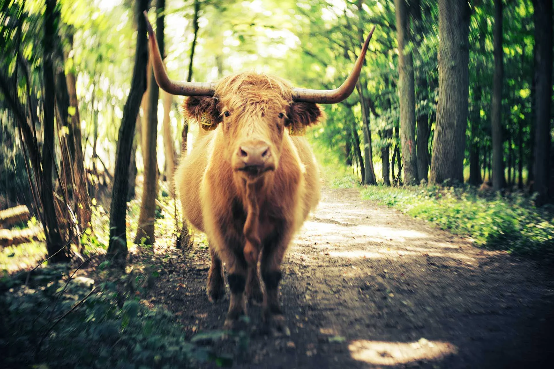  Image credit: Karin Claus: The Twist 60 optic creates a swirl effect in out of focus areas. 