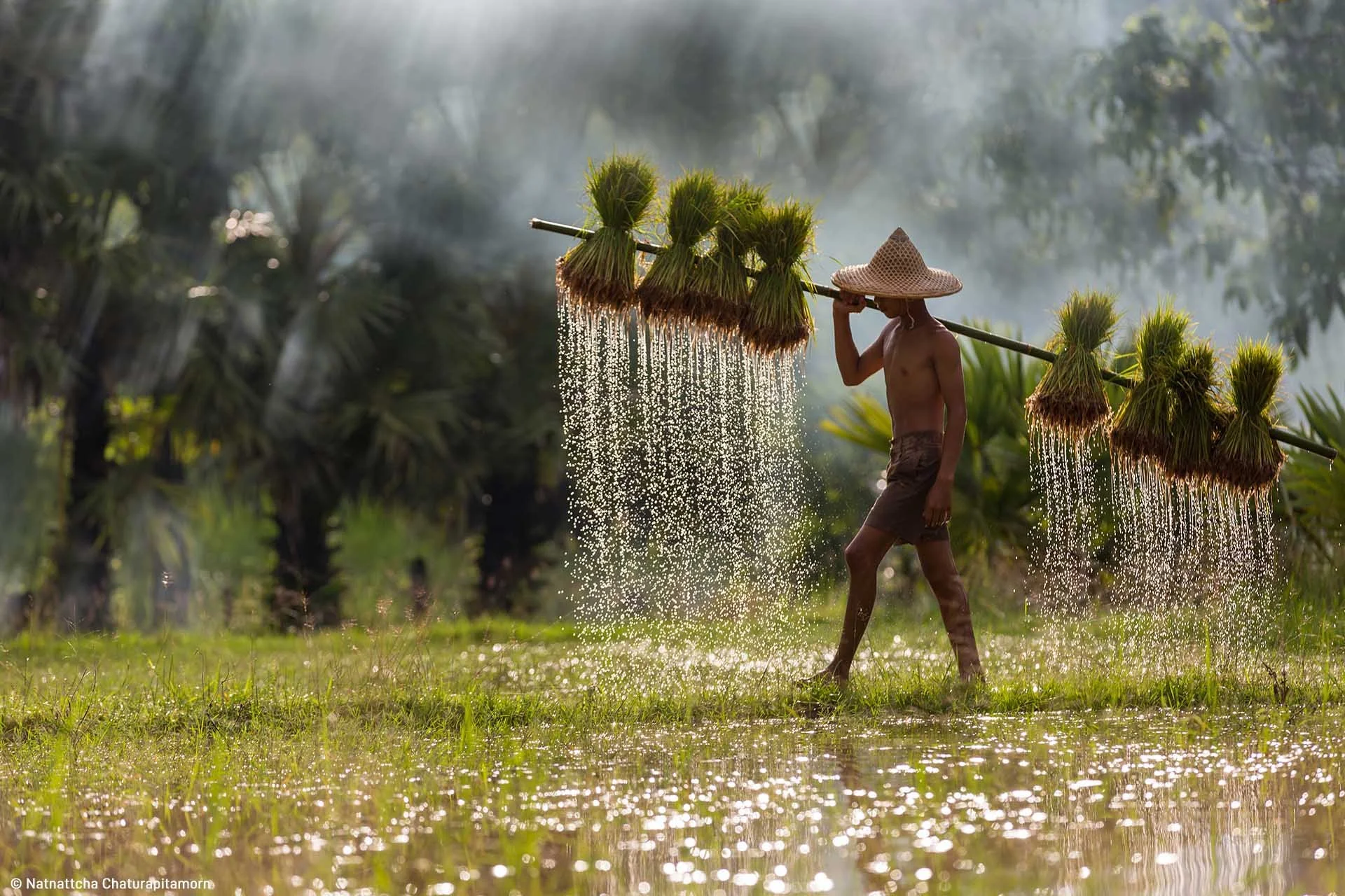  Image credit: Natnattcha Chaturapitamorn	A Day in the Field	At the beginning of the rice farming season, a young farmer carries a rack of rice sprouts across a paddy field in Sakon Nakhon province, Thailand. 