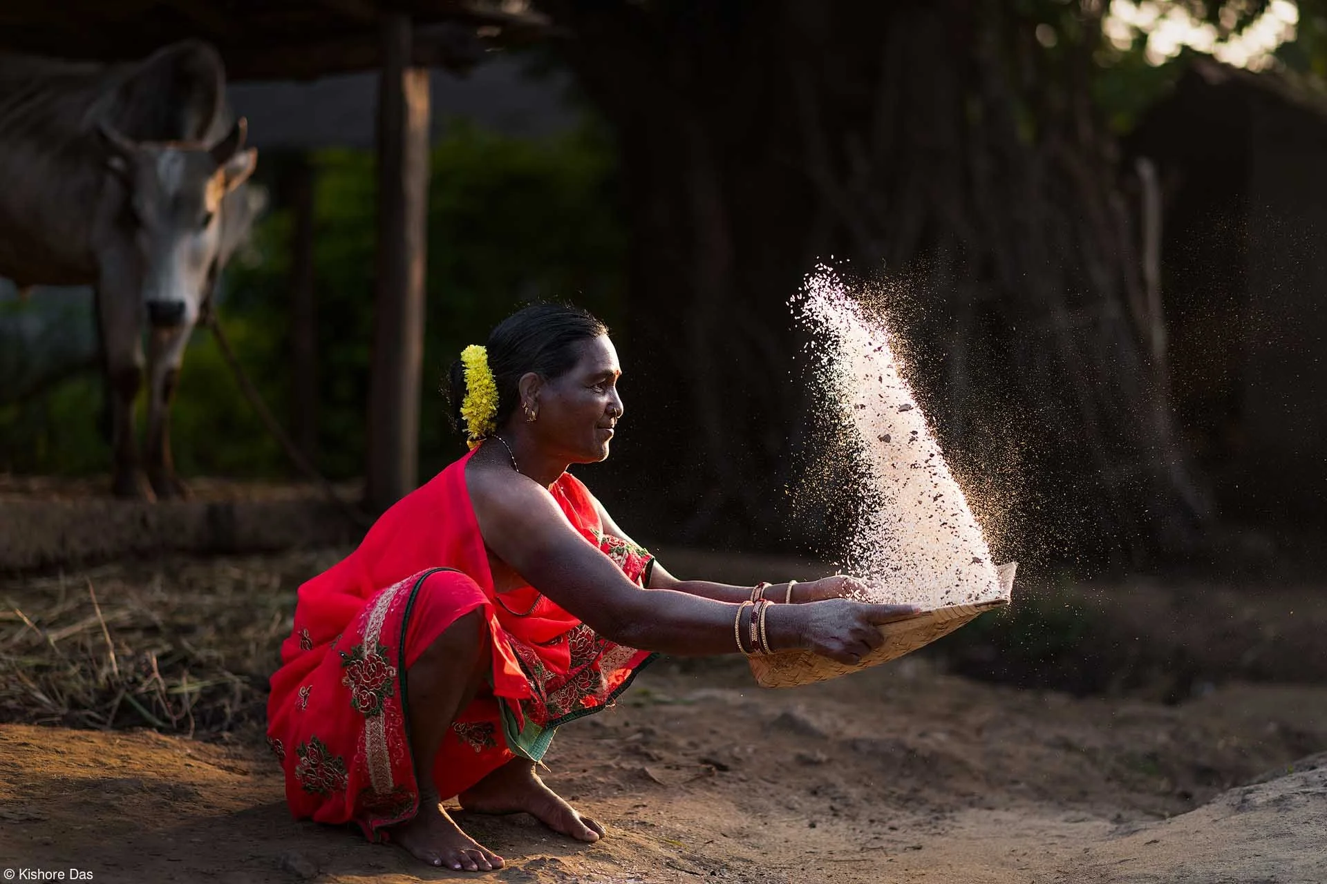  Image credit: Kishore Das	Rice Grain Threshing	As the sun gracefully descends on the horizon, casting a warm and magical golden glow with an ethereal radiance, a tribal lady engages in the ancient practice of threshing rice grains in the courtyard of her home with rhythmic movements by skillfully tossing the harvested rice into the air. 