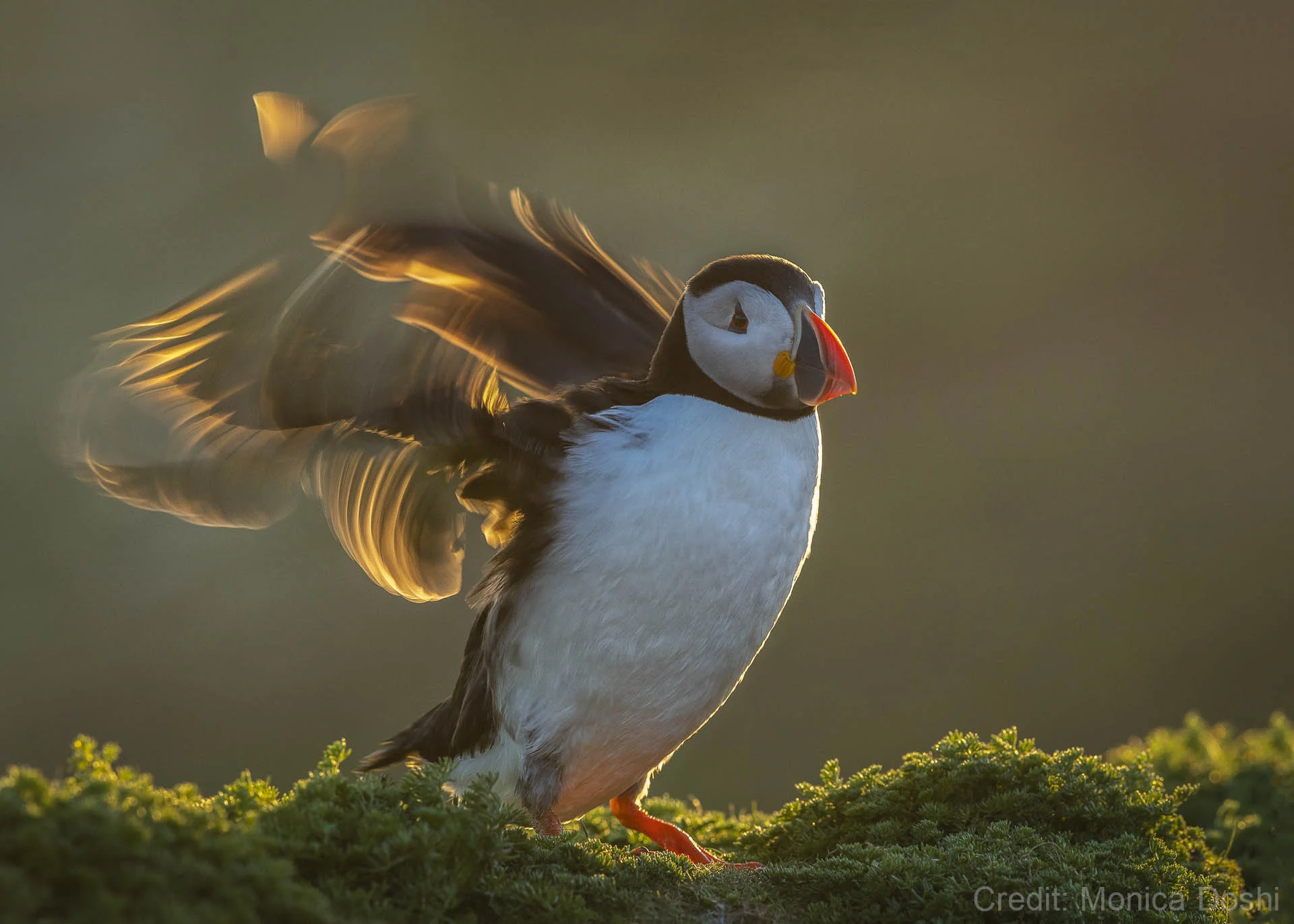 Puffin with wings spread standing on green mossy ground, backlit by sunlight.