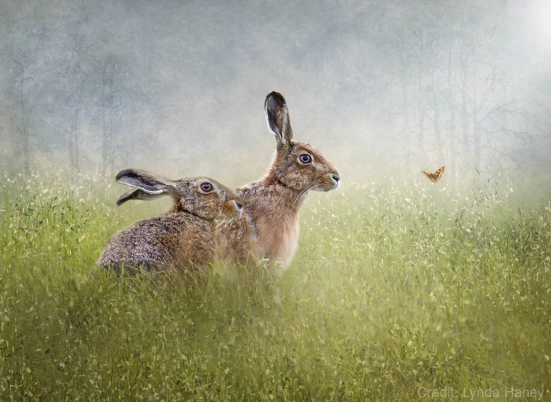 Two brown hares sitting in a grassy field with a small orange butterfly nearby.