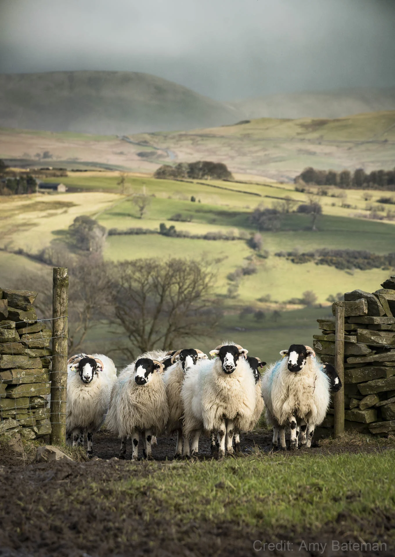 Sheep standing between stone walls in a green rural landscape with hills in the background.