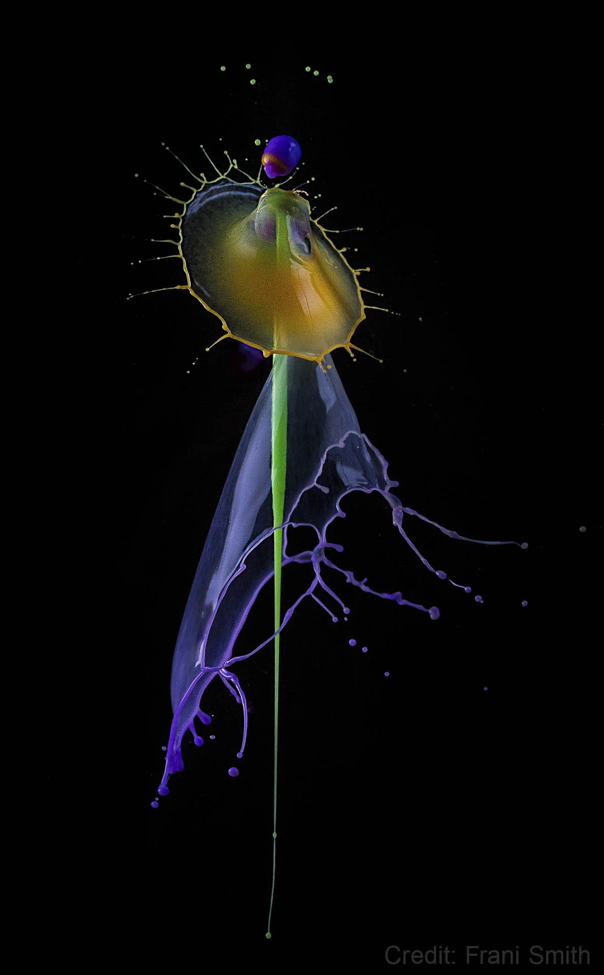 Colorful paint splashes resembling a flower on a black background.