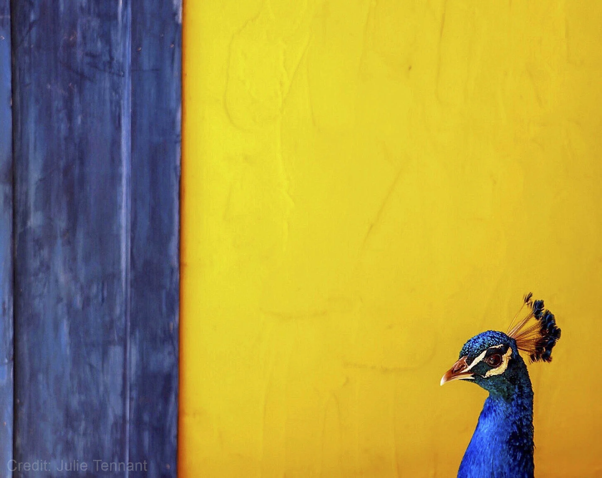 Peacock against a yellow background (Copy)