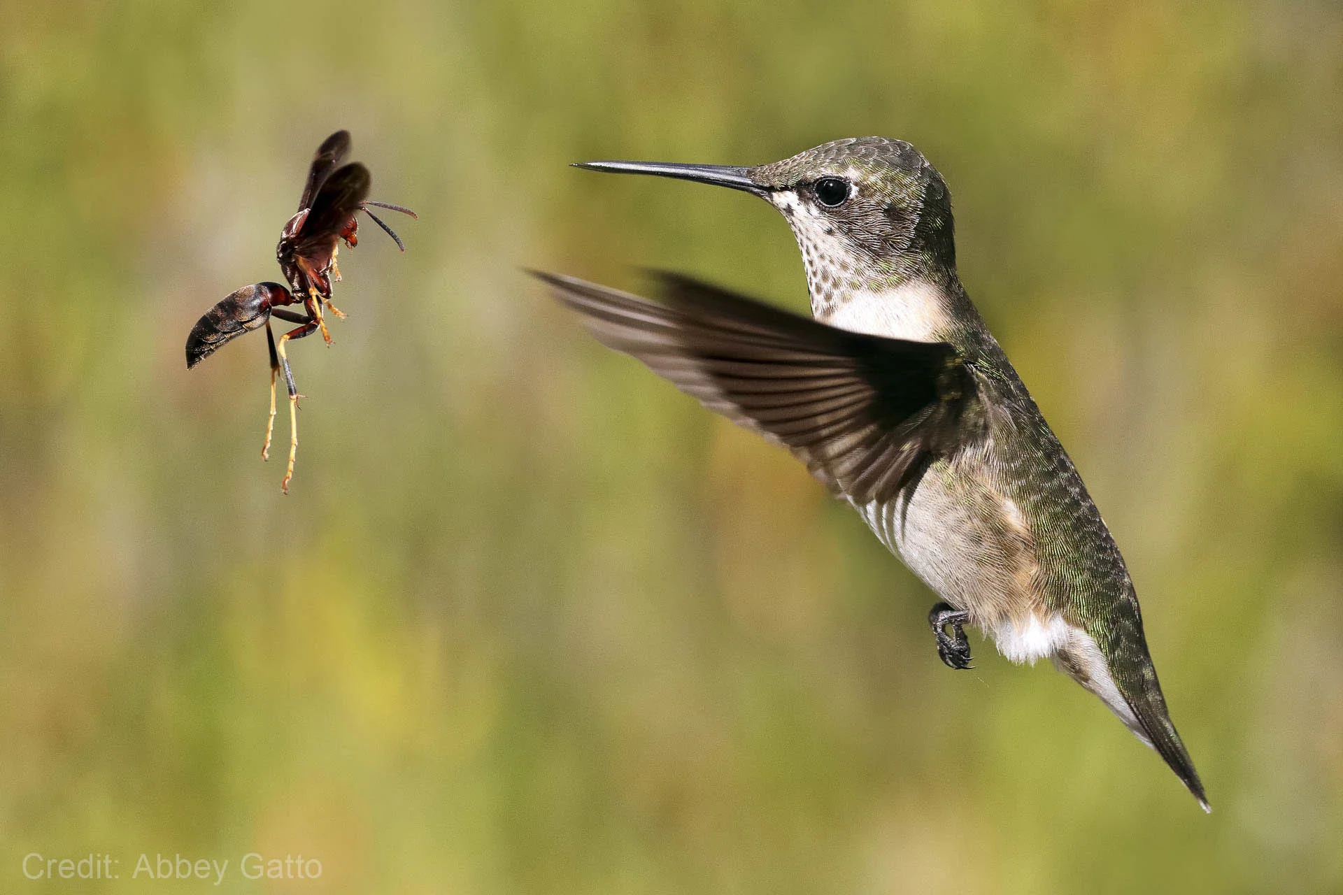 Hovering hummingbird facing a flying wasp against a blurred background.