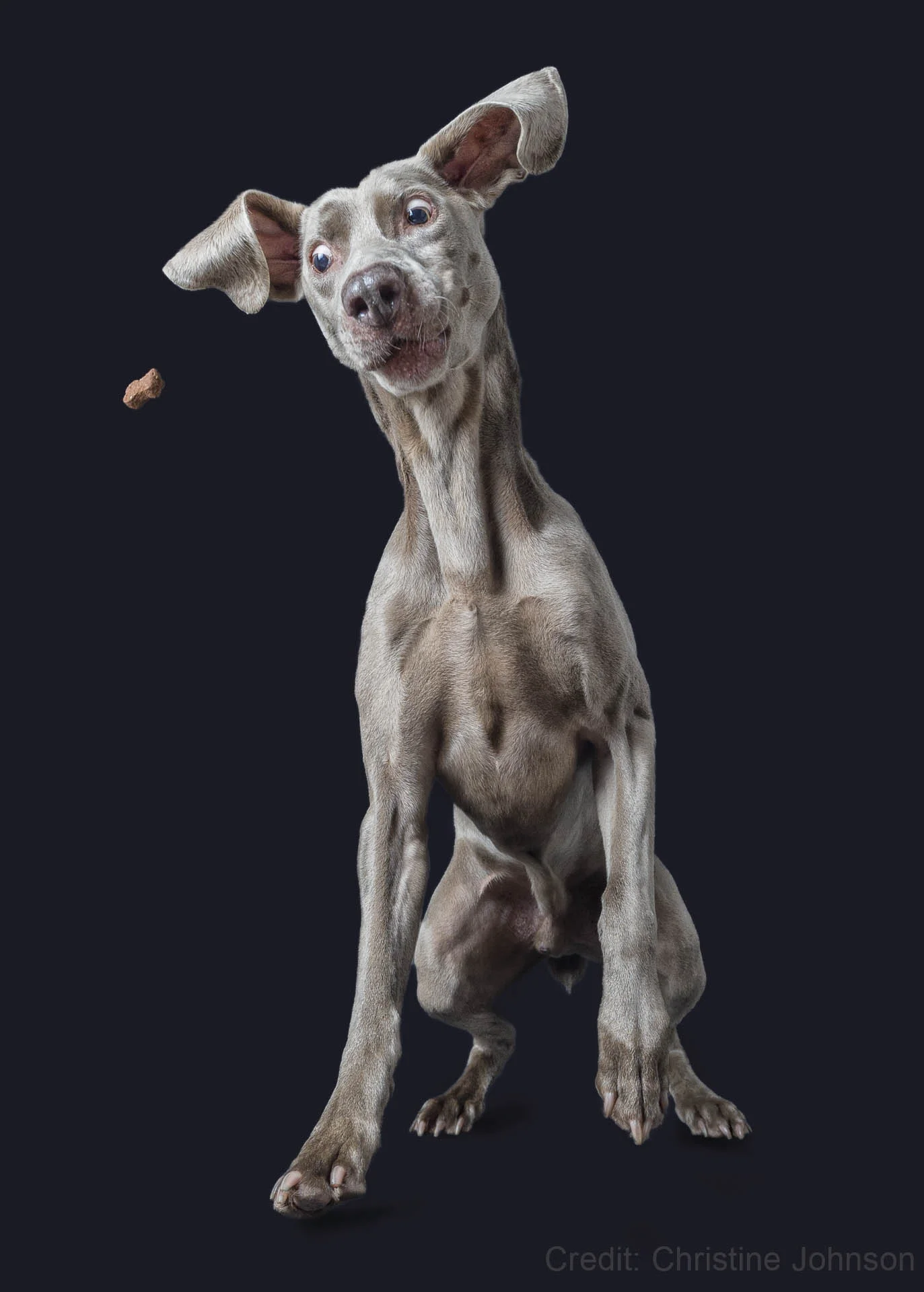 A gray dog with large ears is attentively watching a small treat in mid-air against a dark background.