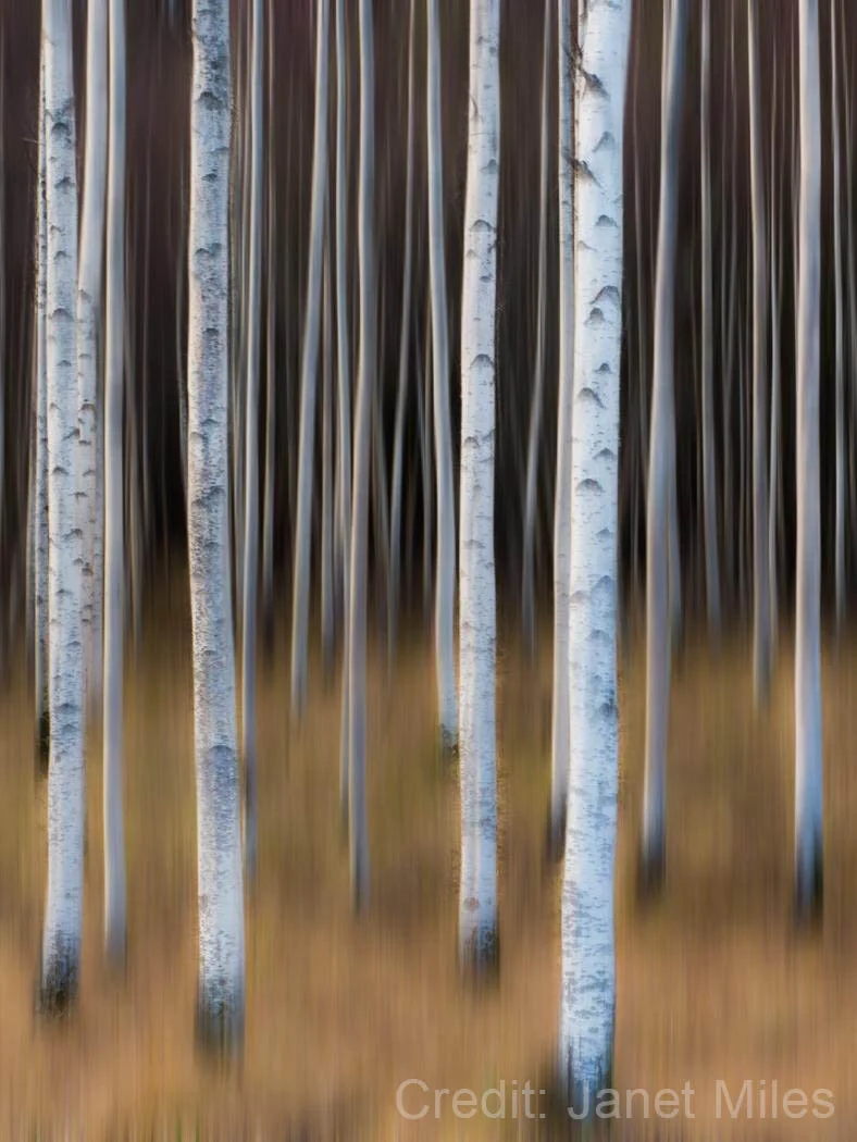 Abstract image of white birch trees in a forest with a blurred, dreamy effect.