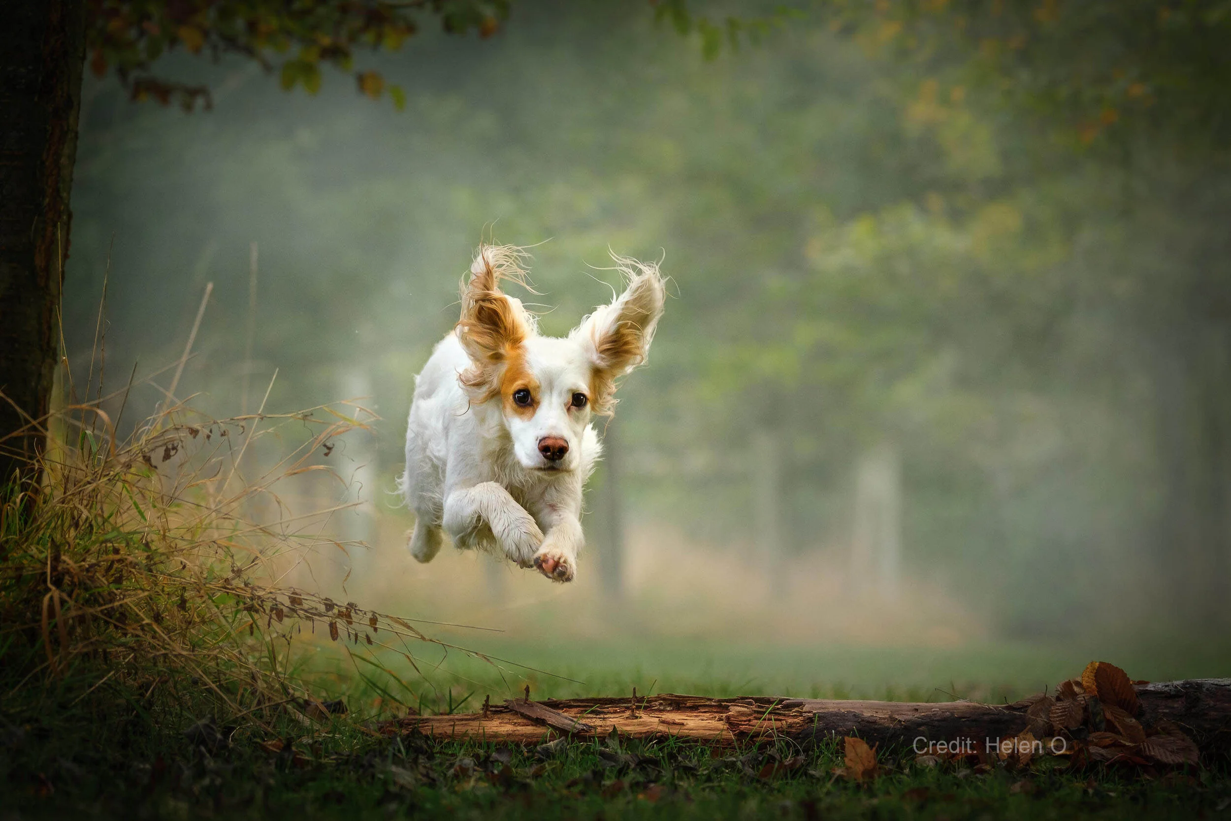 A small white and brown dog leaping over a log in a misty forest setting, with blurred trees in the background and grass in the foreground.
