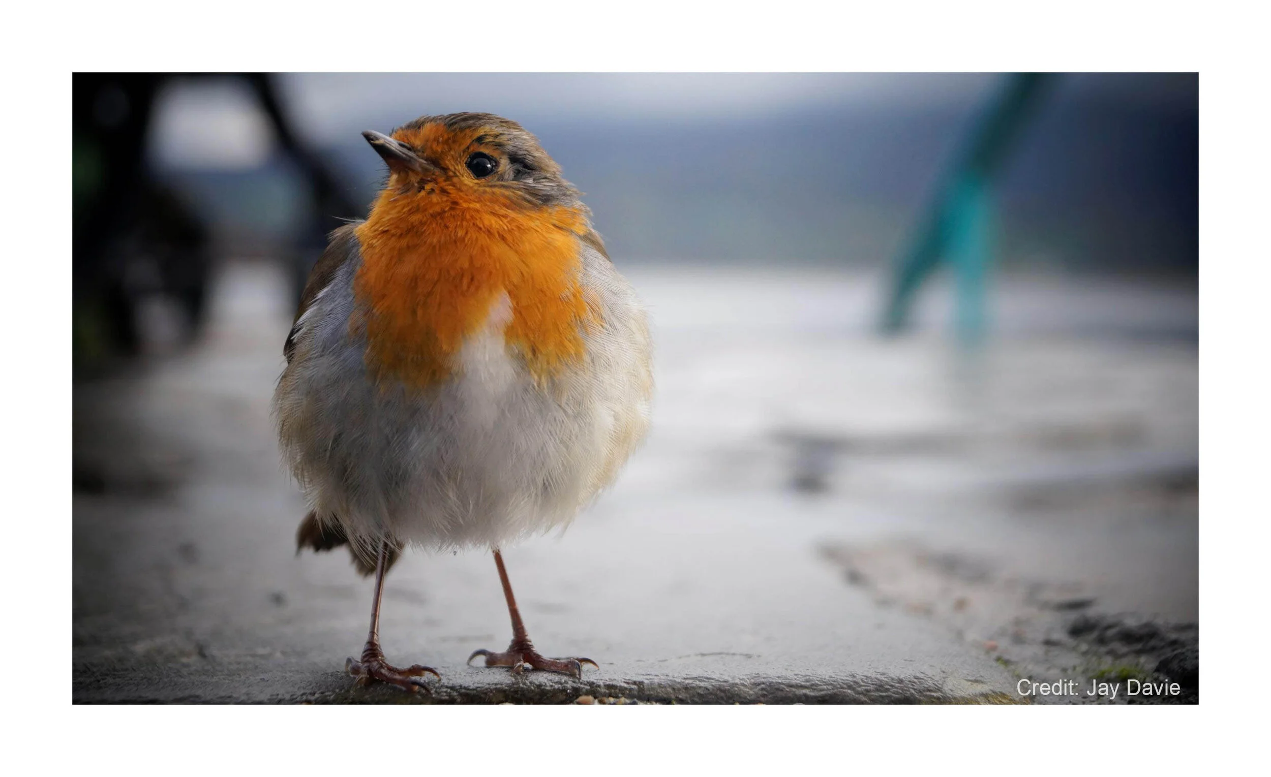 Close-up of a small bird with orange and gray plumage standing on a concrete surface.
