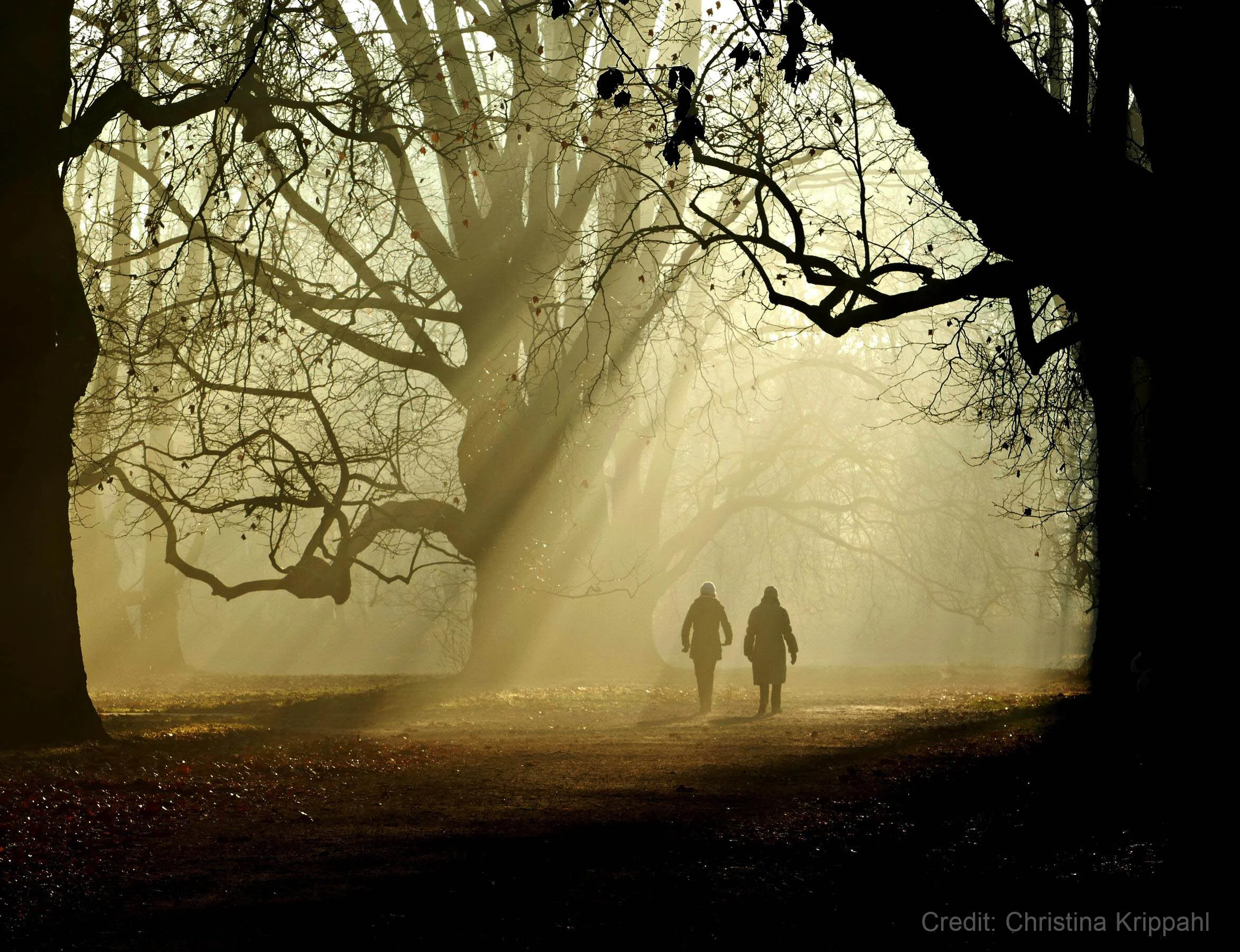Two people walking through foggy forest with sunlight filtering through large trees.