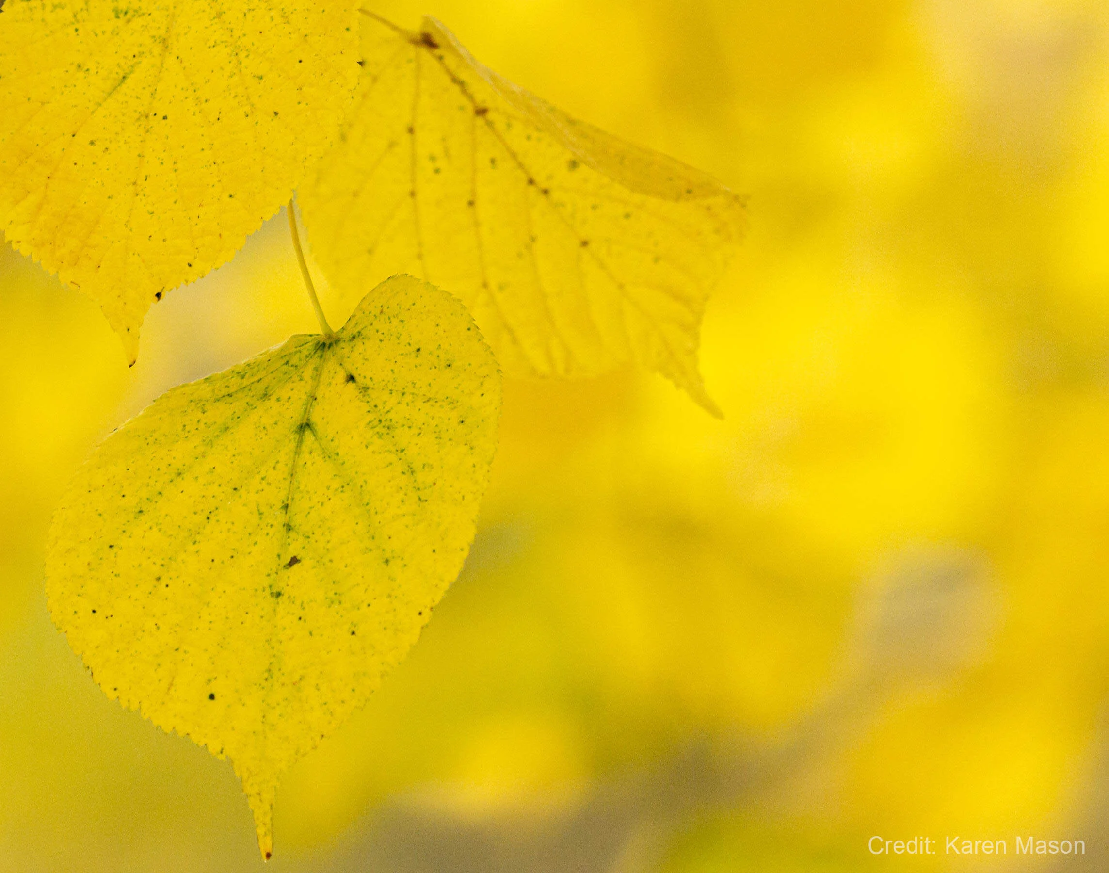 Close-up of yellow autumn leaves with a blurred background.