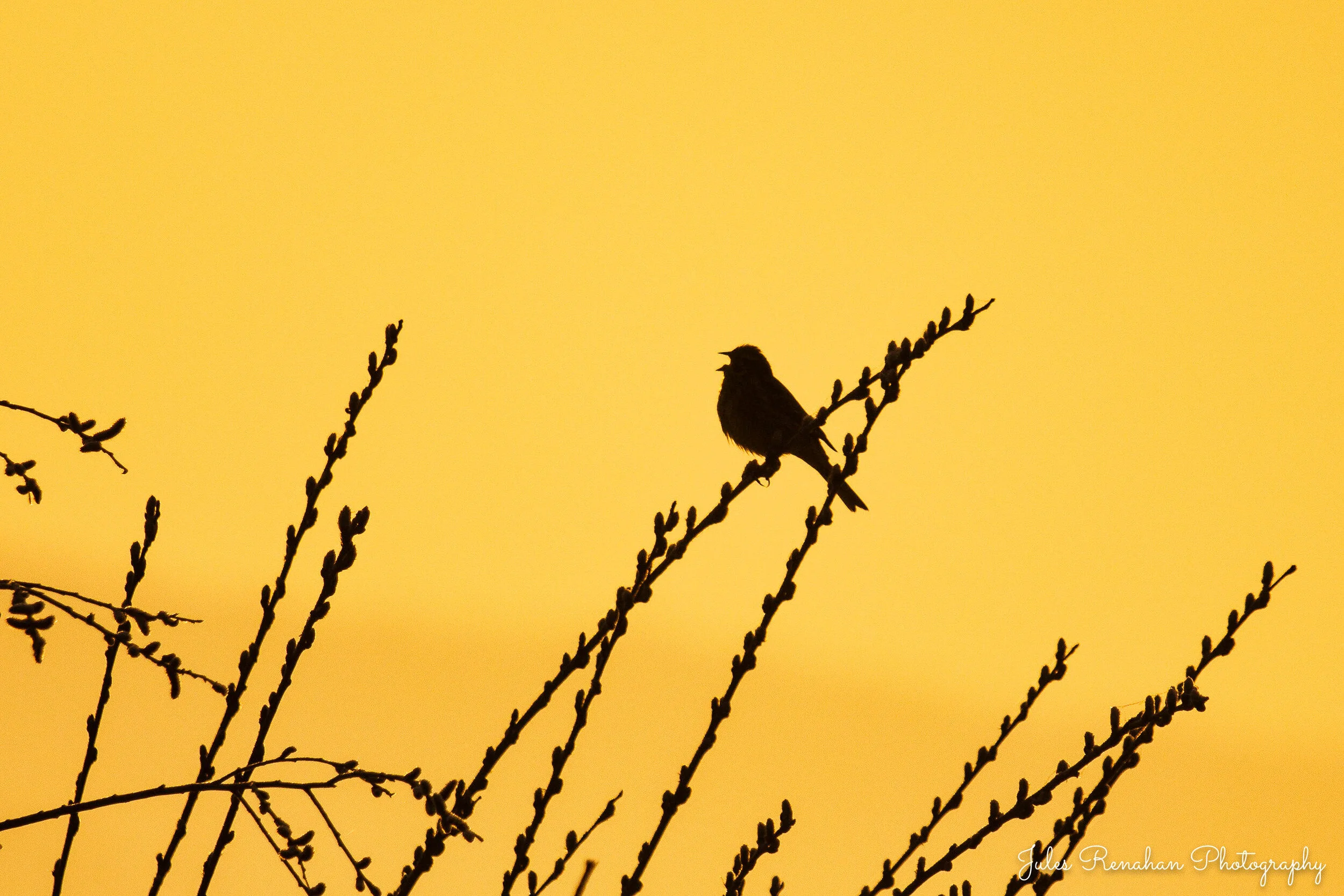 Silhouette of a bird perched on a branch against an orange sunset sky.