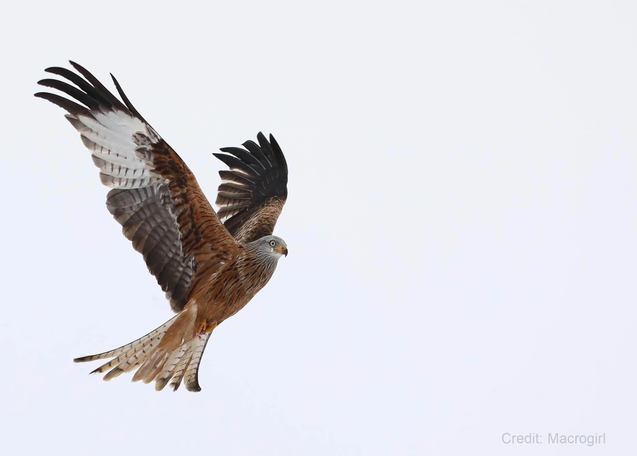 Red kite flying in the sky with wings spread.