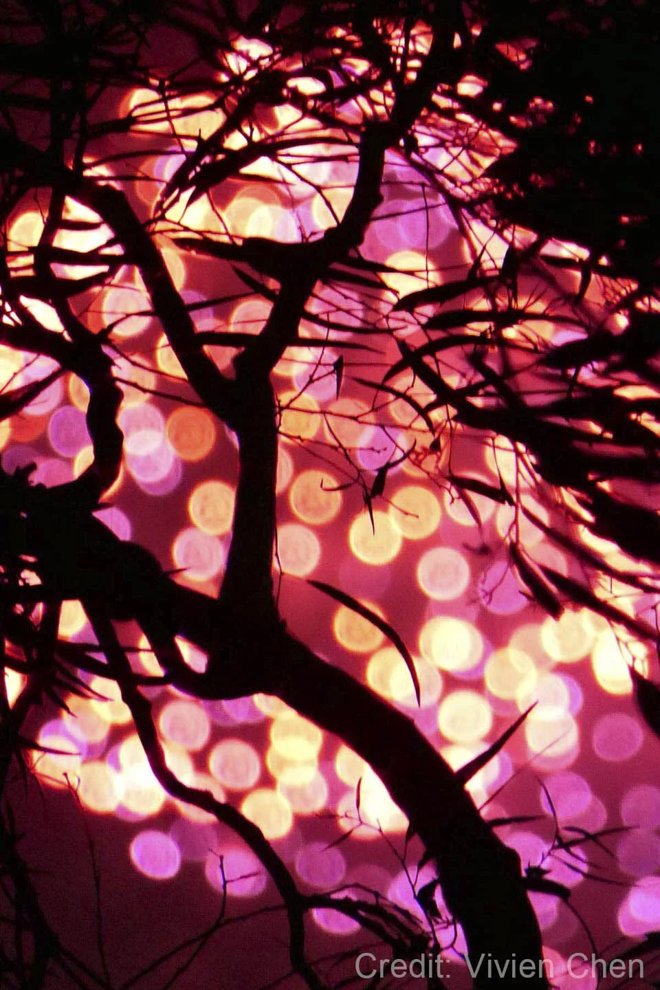 Silhouette of tree branches against a background of pink and yellow bokeh lights.