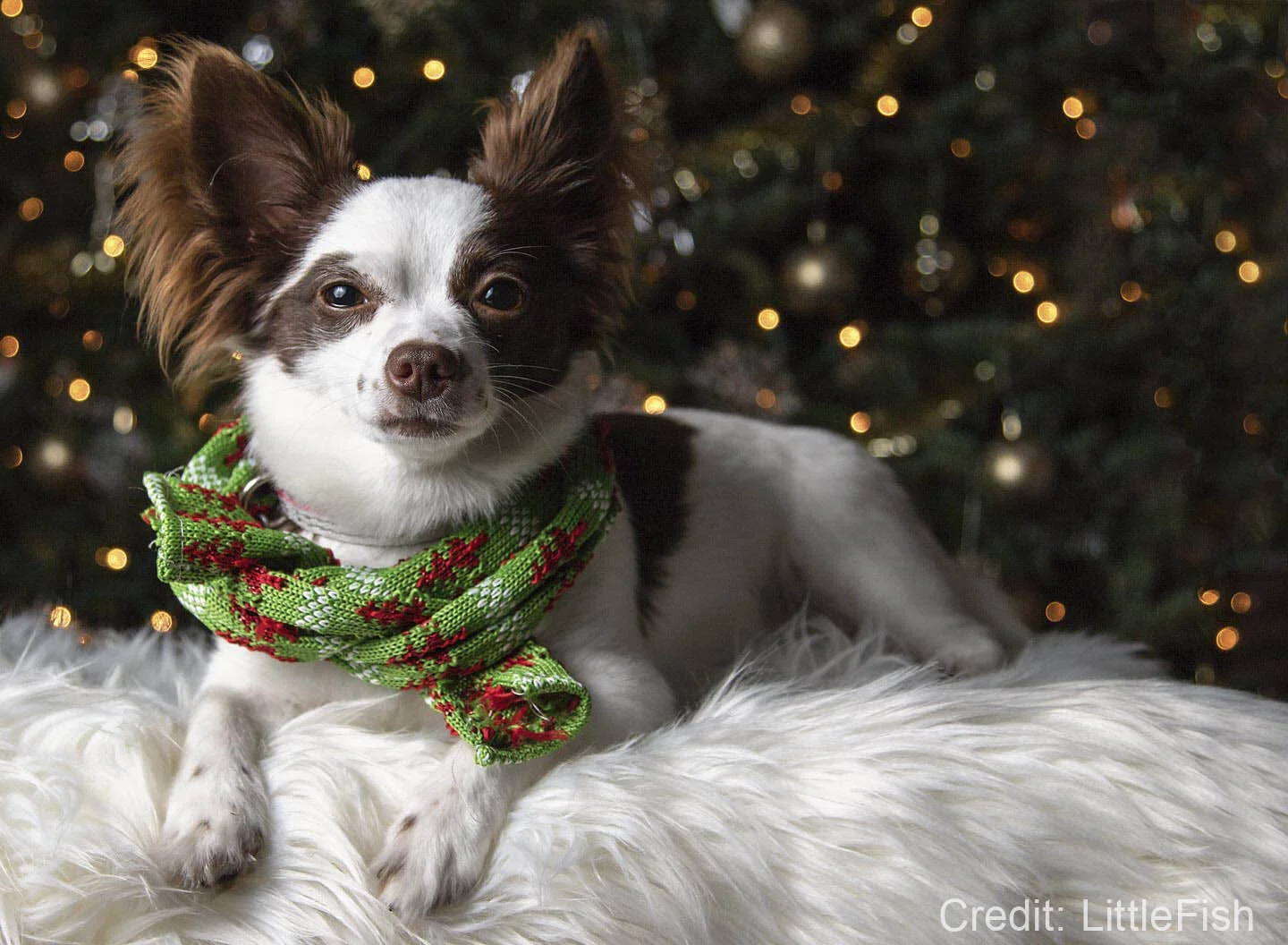 Small dog wearing a green Christmas scarf, lying on a white fluffy surface in front of a decorated Christmas tree.