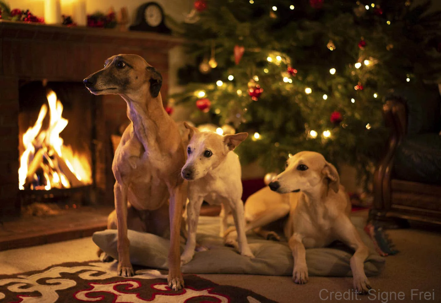 Three dogs in front of a lit fireplace and a decorated Christmas tree.