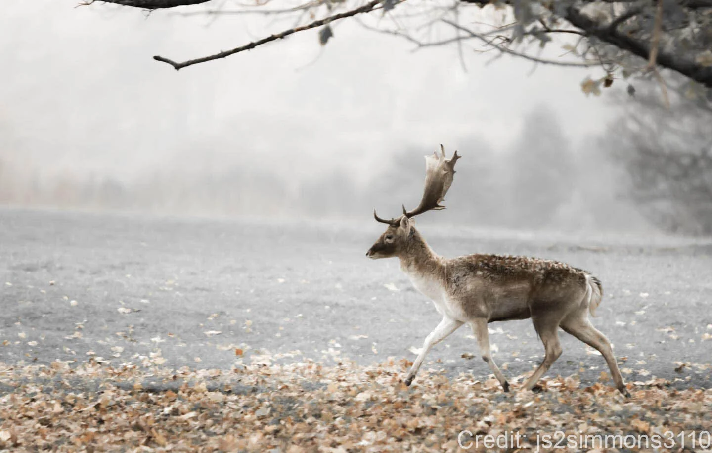 A lone deer with antlers walking on a grassy field covered with fallen leaves under a tree branch.