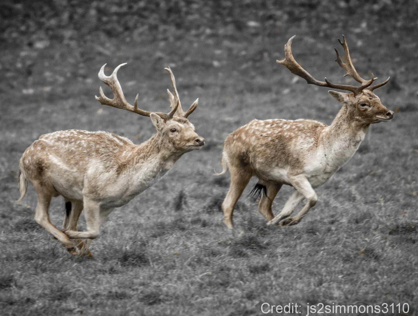 Two running fallow deer with antlers in a grassy field.