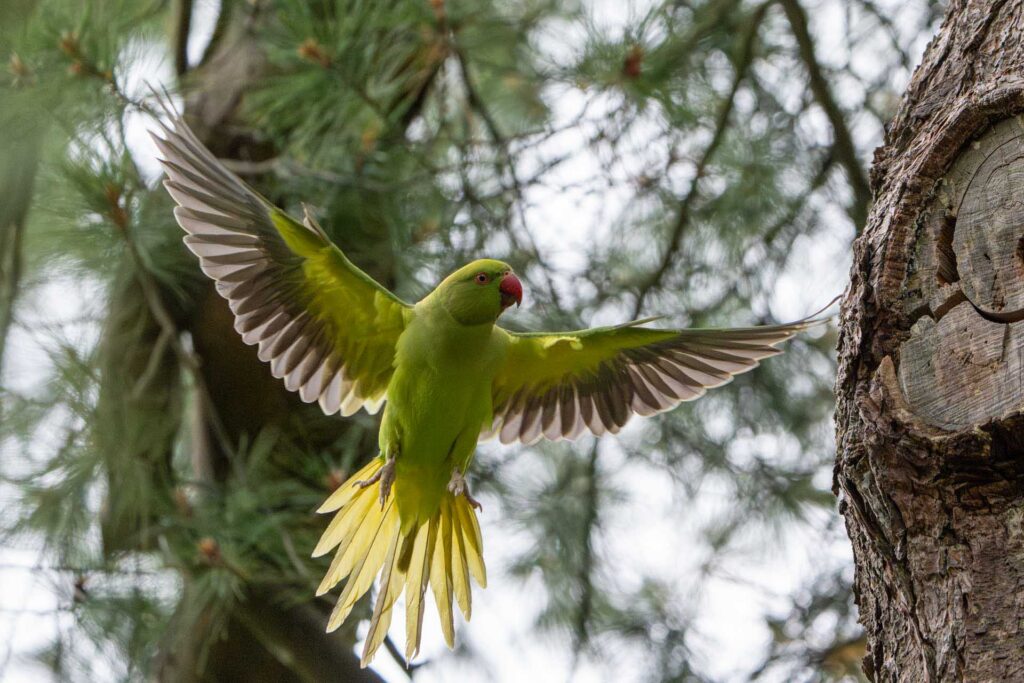 Rose-ringed parakeet lands beside a tree trunk with wings fully spread, green plumage vivid against soft pine foliage.